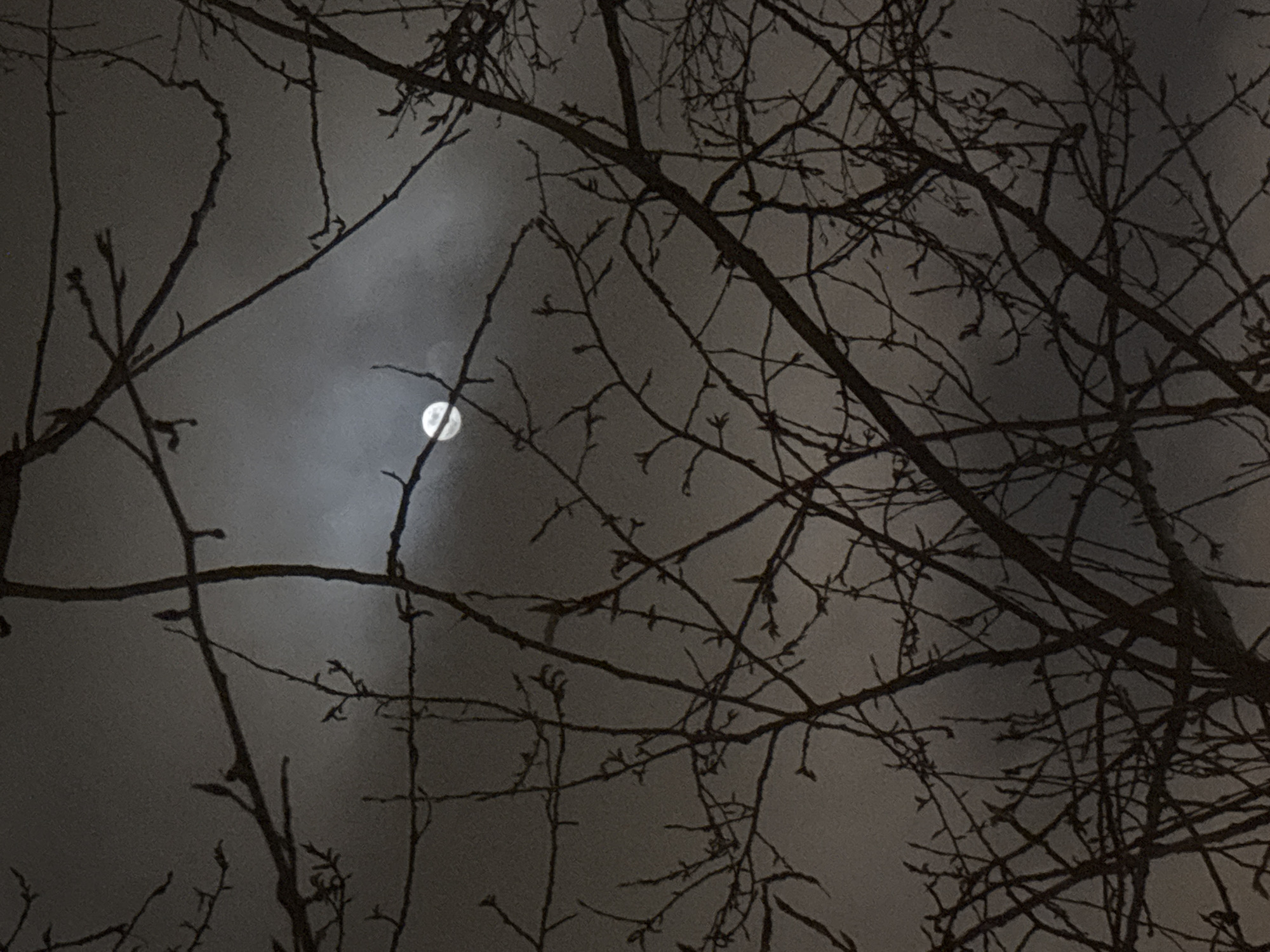 Moon visible through bare branches in Saint Petersburg