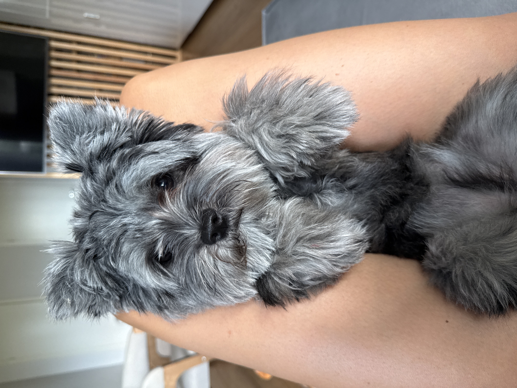 Fluffy gray dog relaxing on a lap, two angles