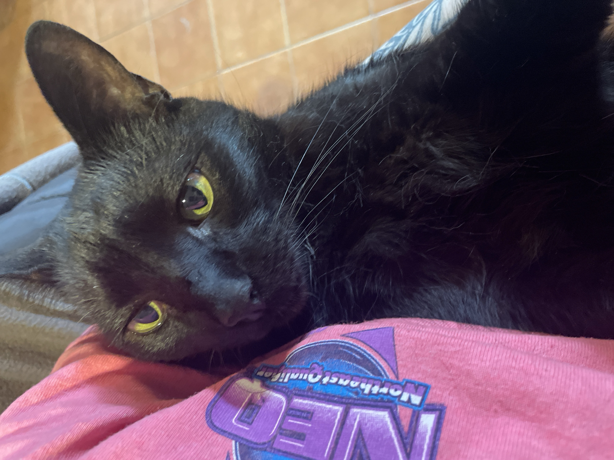 Black cat rests on pink qualifier shirt in Ushuaia