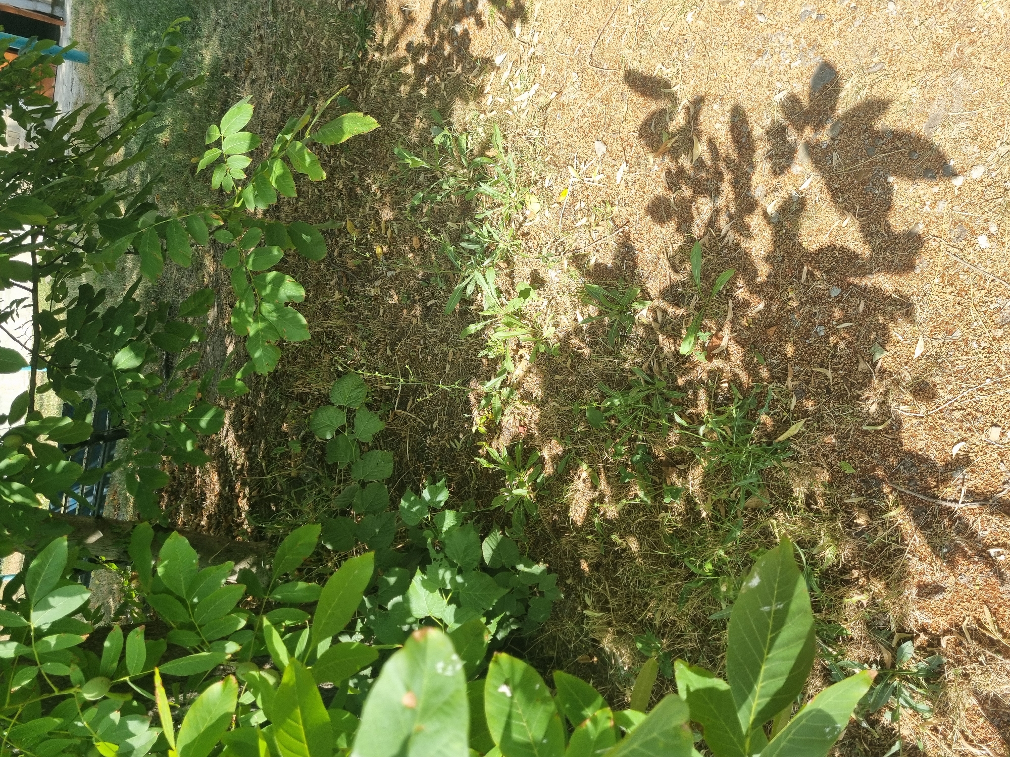 Close-up nature details in a sunny outdoor setting