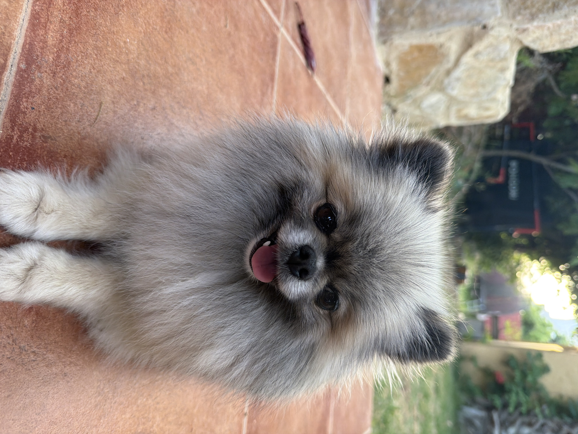 Outdoor gathering with food spread and fluffy Pomeranian companion