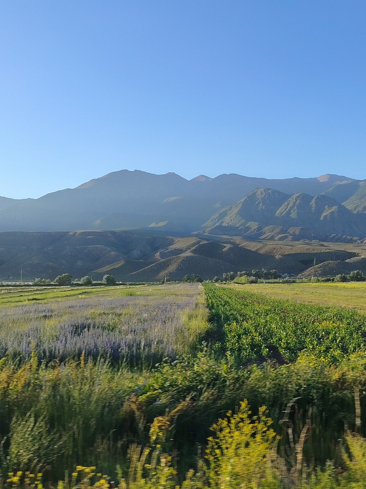 Open farmland and mountain horizon near Temir, Kyrgyzstan