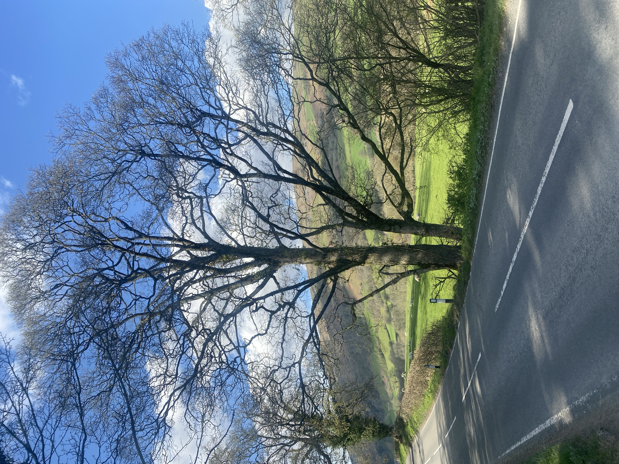 Bare tree documented beside rural road in Welsh village