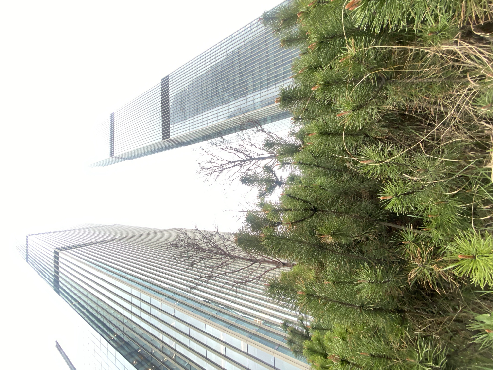 Glass skyscrapers photographed through pine tree in Moscow