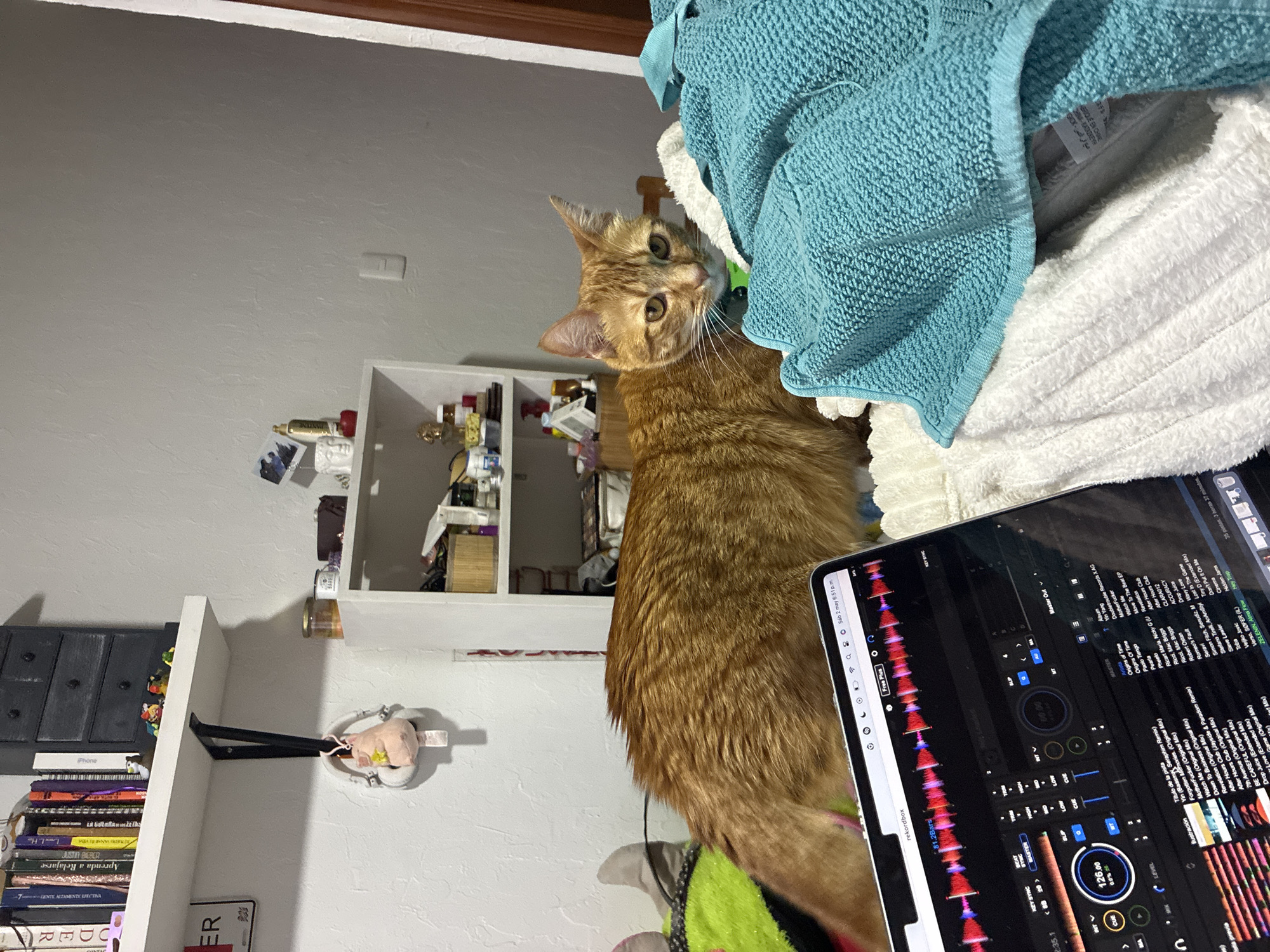 Orange cat poses near music laptop in Mexico City