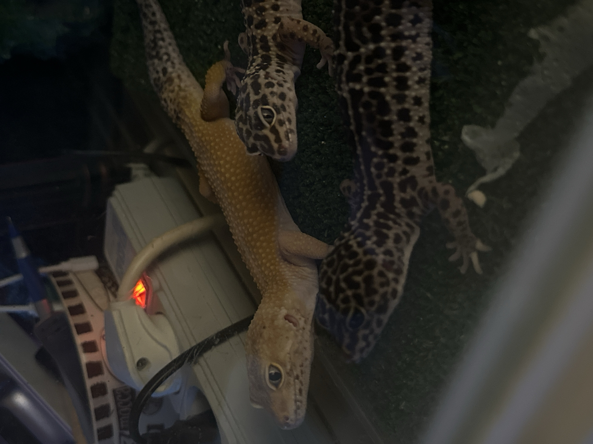 Moscow resident captures pet geckos and selfie moments
