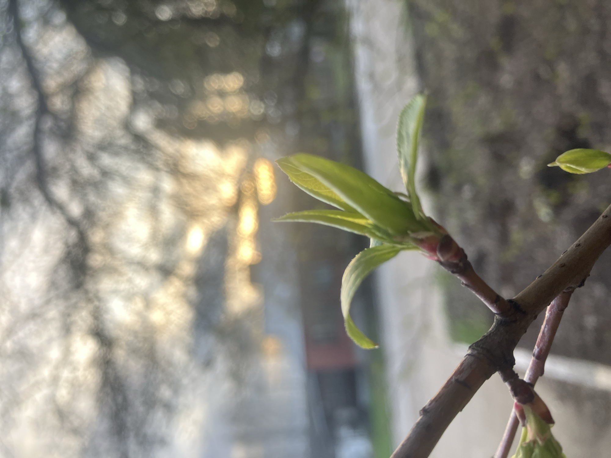 Spring scenes documented in Noviy, Russia during brief afternoon period