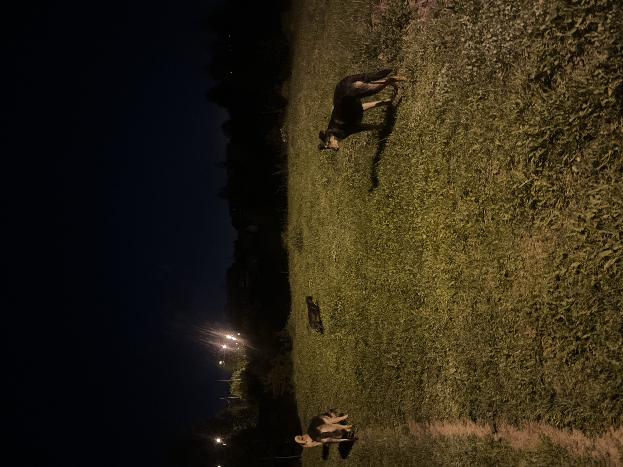 Evening pet activity documented across Nizhny Tagil neighborhoods