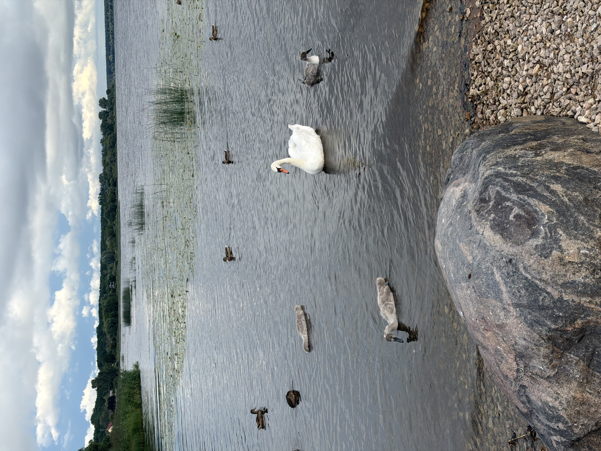 Swans and ducks share a calm Riga lake on an overcast day