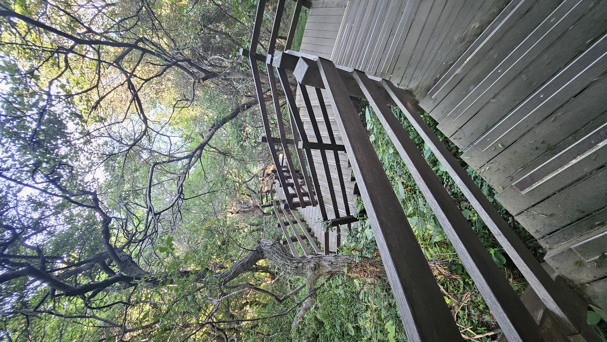Wooden boardwalk captured winding through green forest in Busan