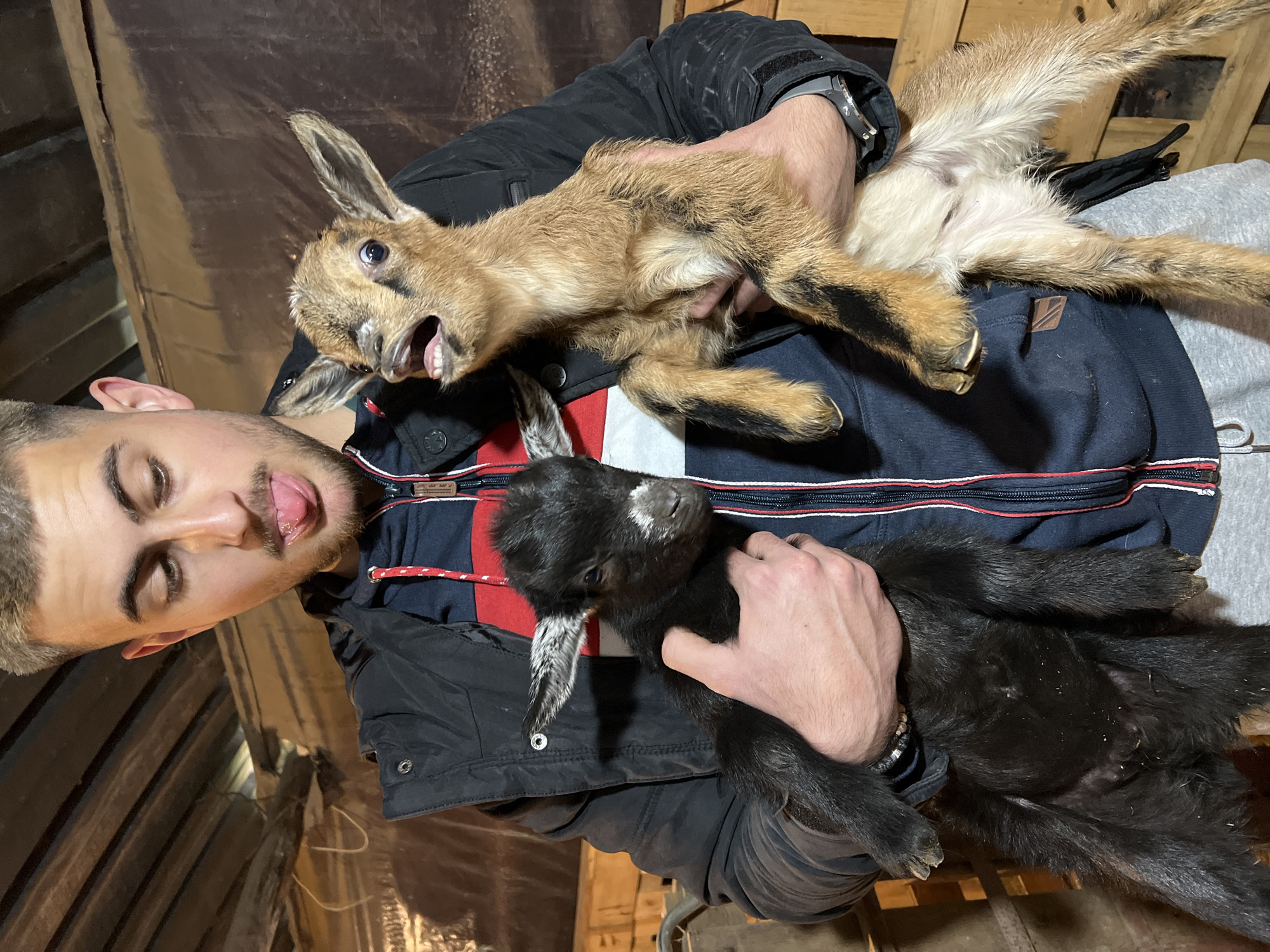 Man with baby goats, boy with dog in Berkovitsa
