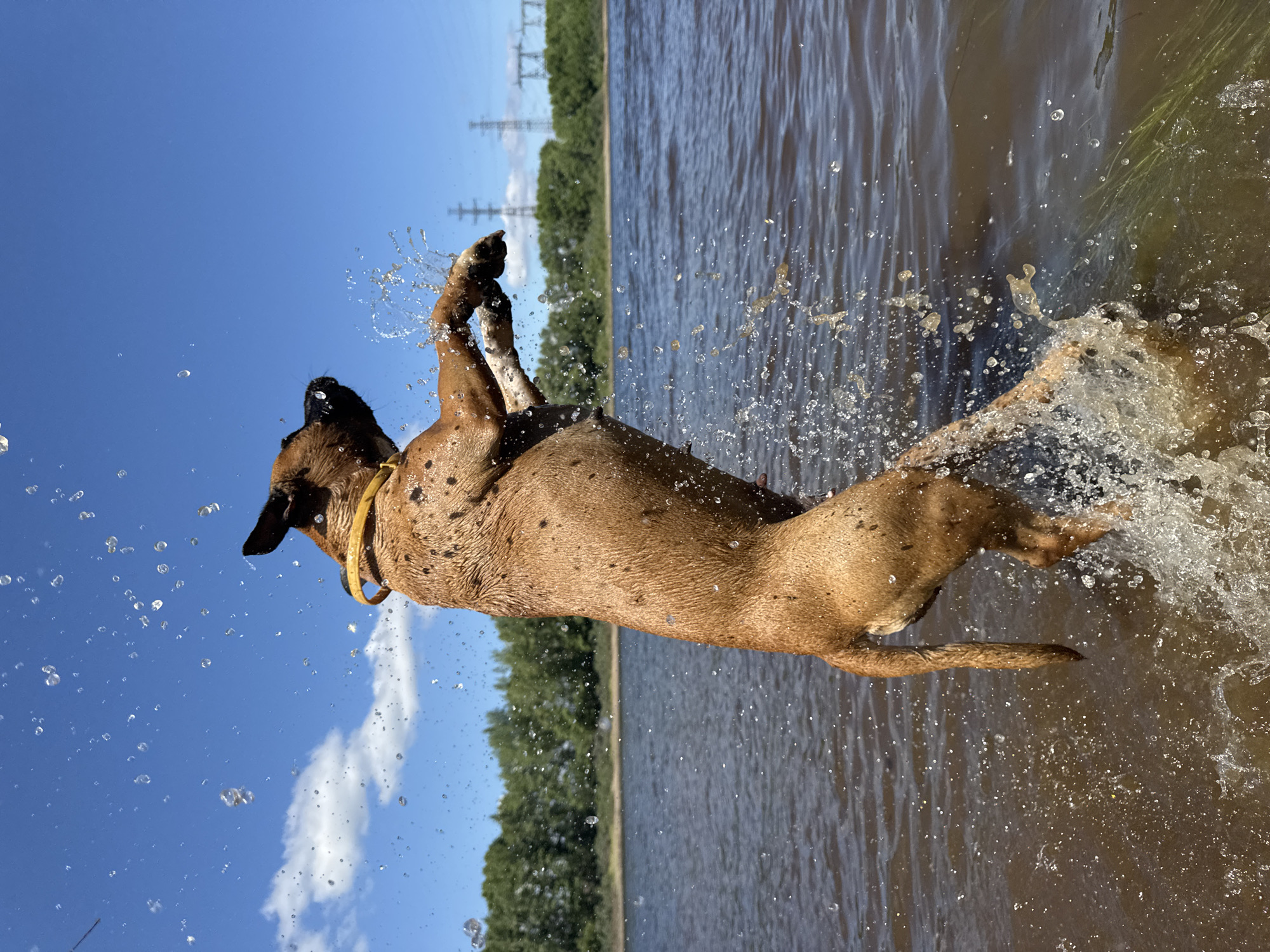 Dog leaps from water in dramatic splash in Chaikovsky