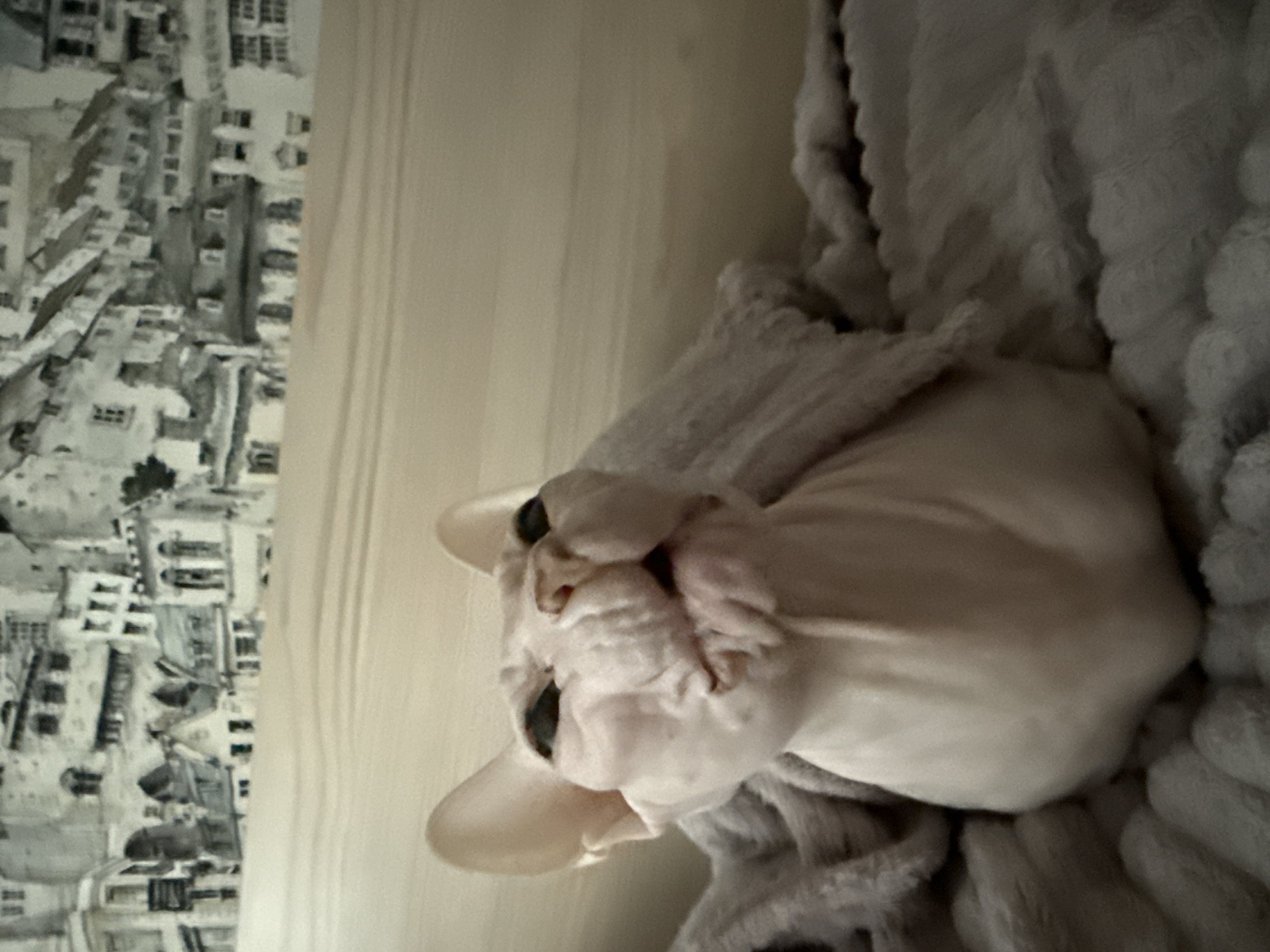 Domestic cats photographed resting indoors in Krasnoyarsk, Russia