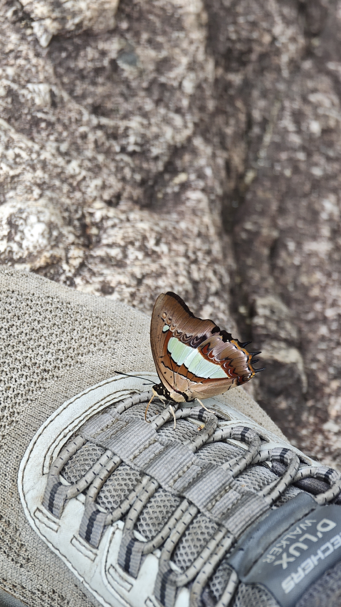 Morning tea break at Vietnamese waterfall draws butterfly visitor