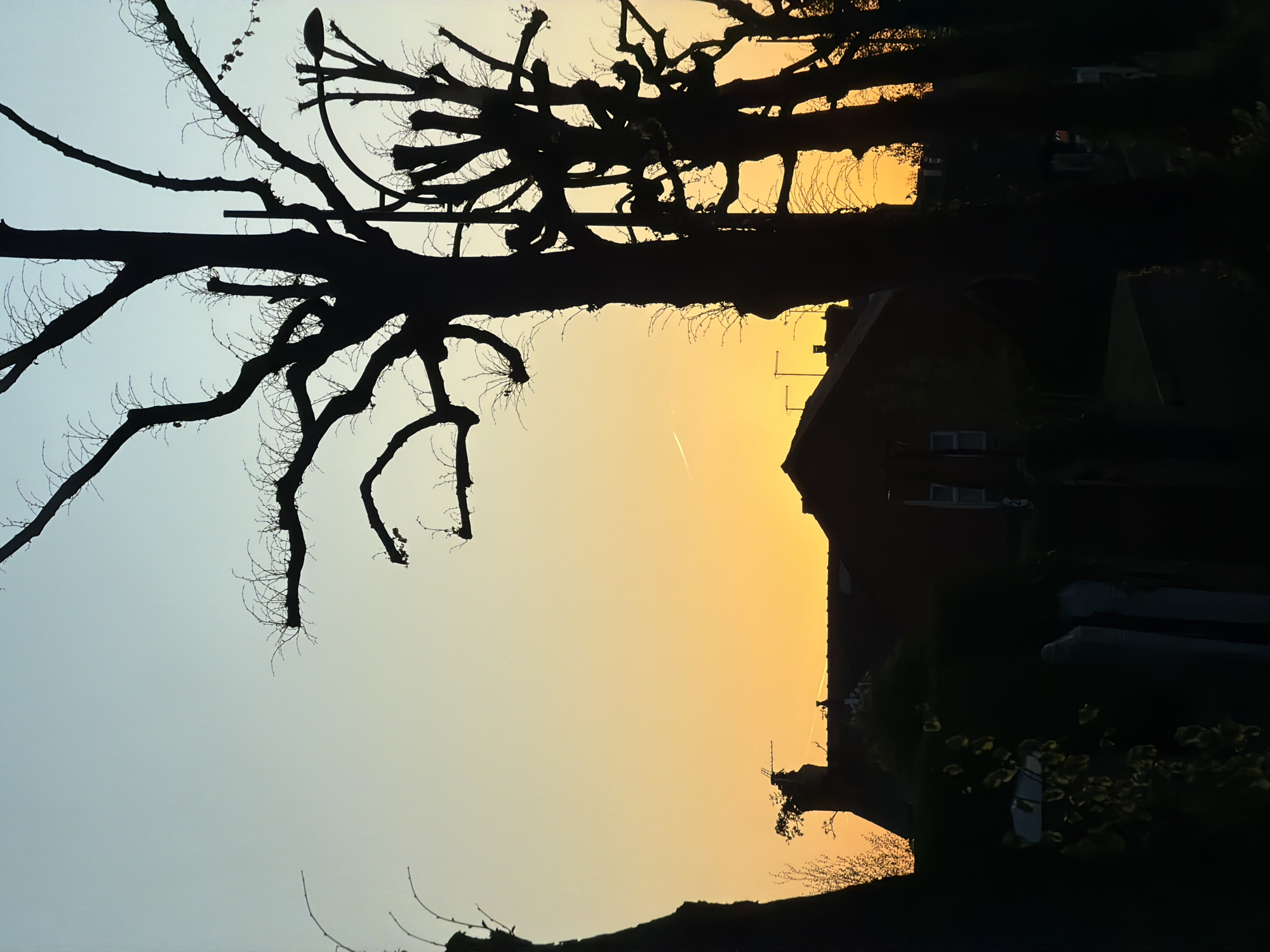 Bare tree silhouetted against gradient sky in Chester