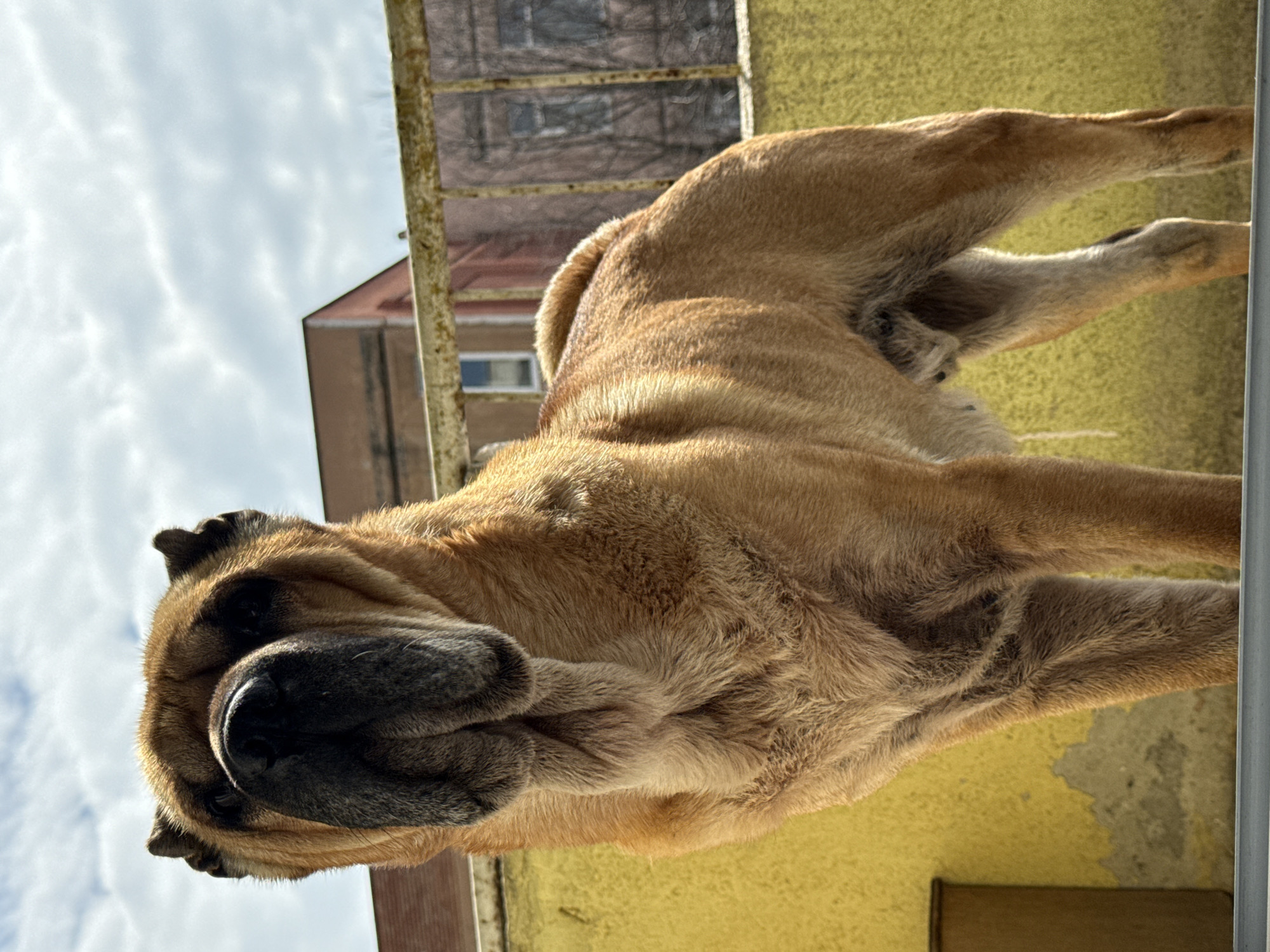 Dogs spotted in residential areas of Varna, Bulgaria