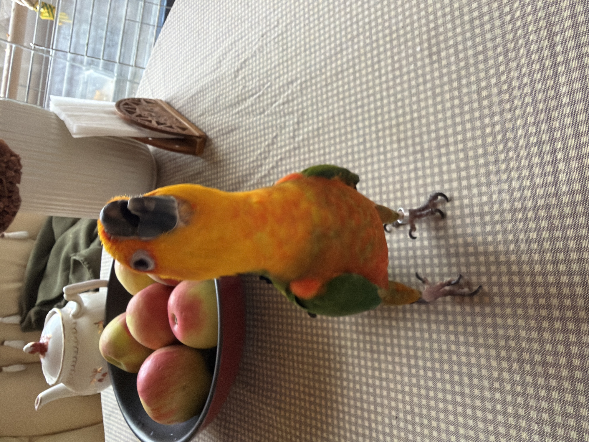 Sun conure parrot snacks and poses on a tablecloth in Khimki