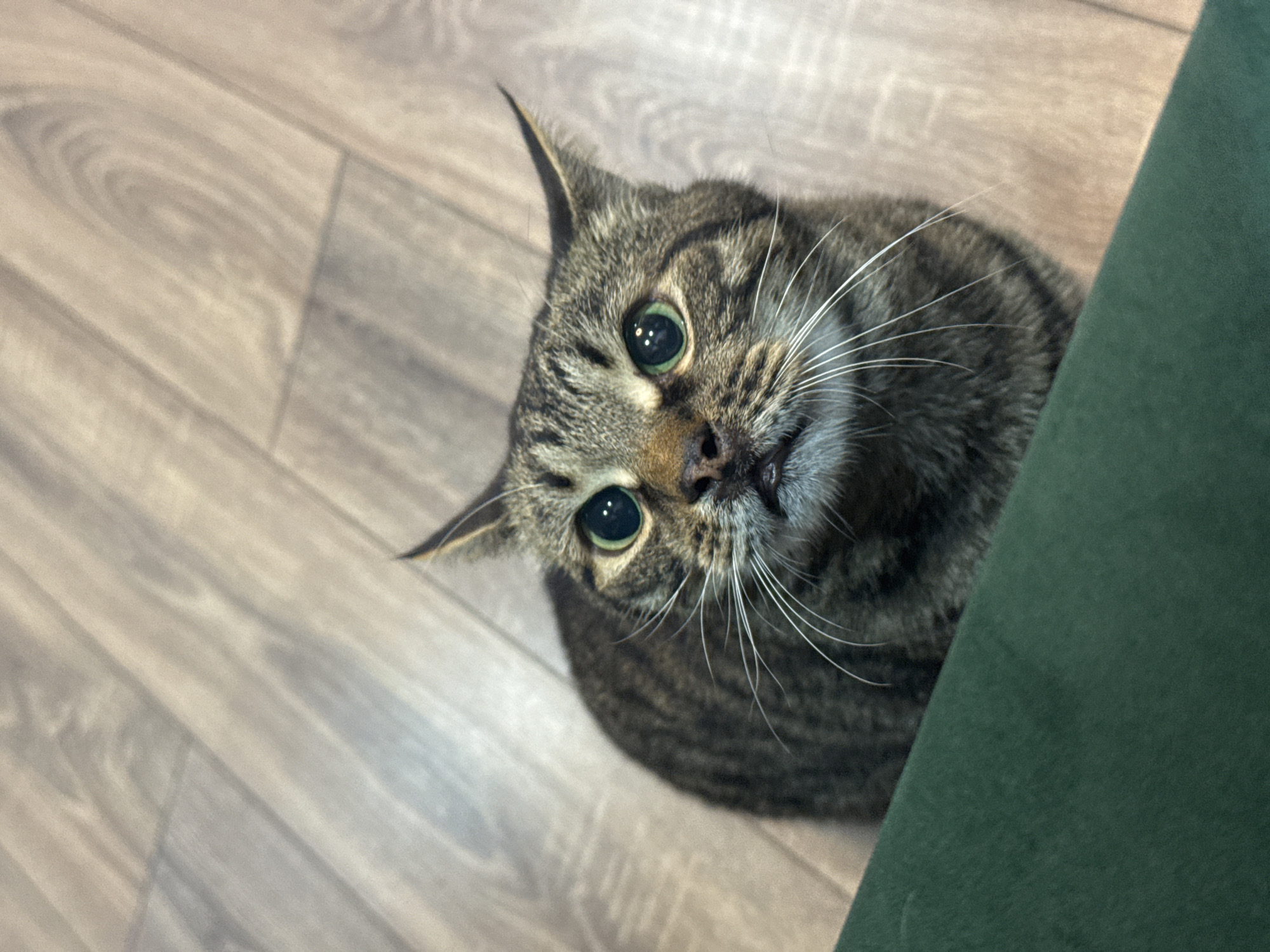 Tabby cat photographed indoors in Chernushka, Russia