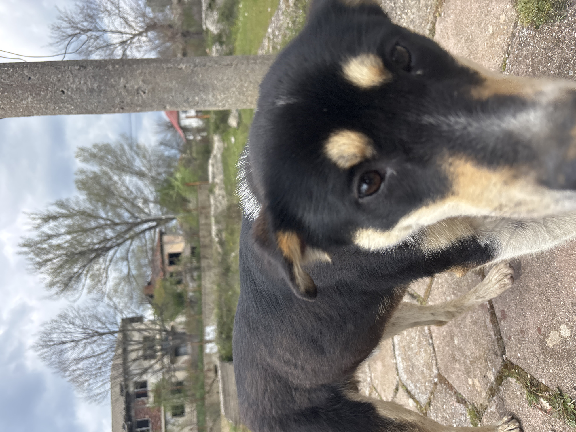 Dog photos and casual moments captured in Bulgarian villages