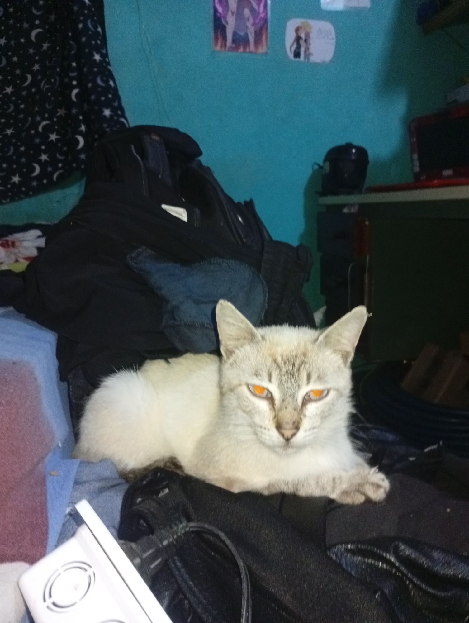 Cats and dogs documented in Venezuelan home early morning