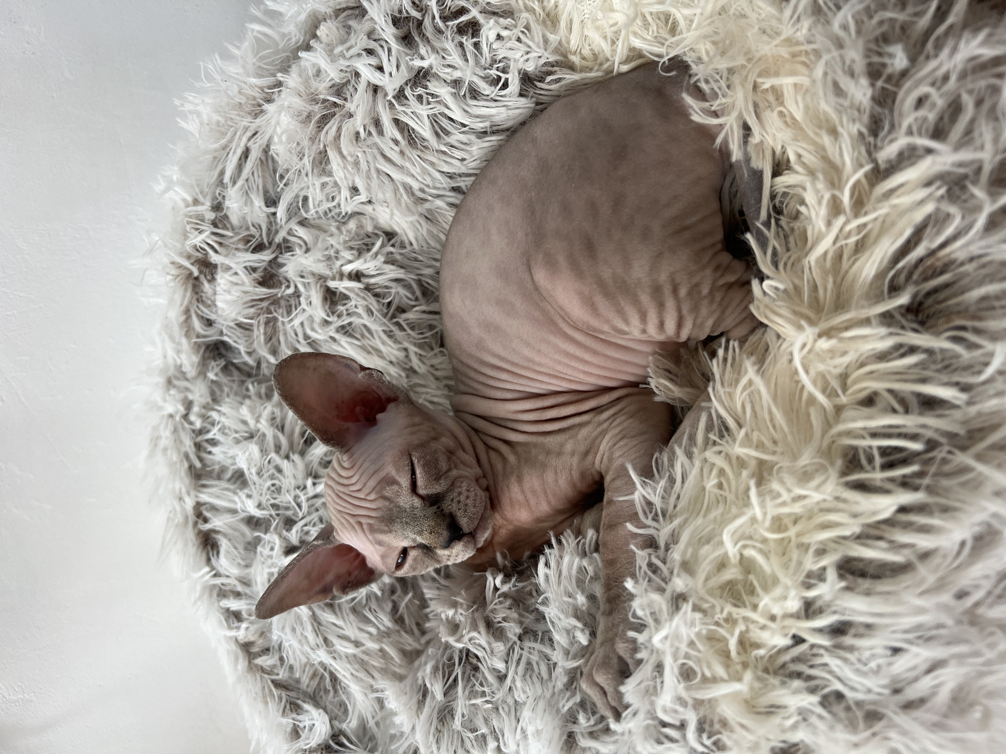 Sphynx cat sleeps peacefully in fluffy bed in Russia