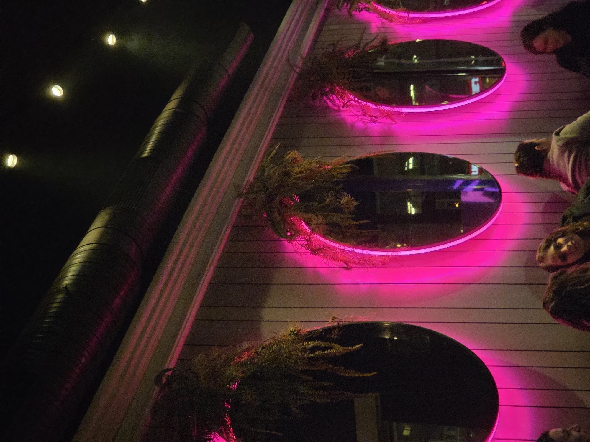Pink neon-lit mirrors with plants spotted on Varna building