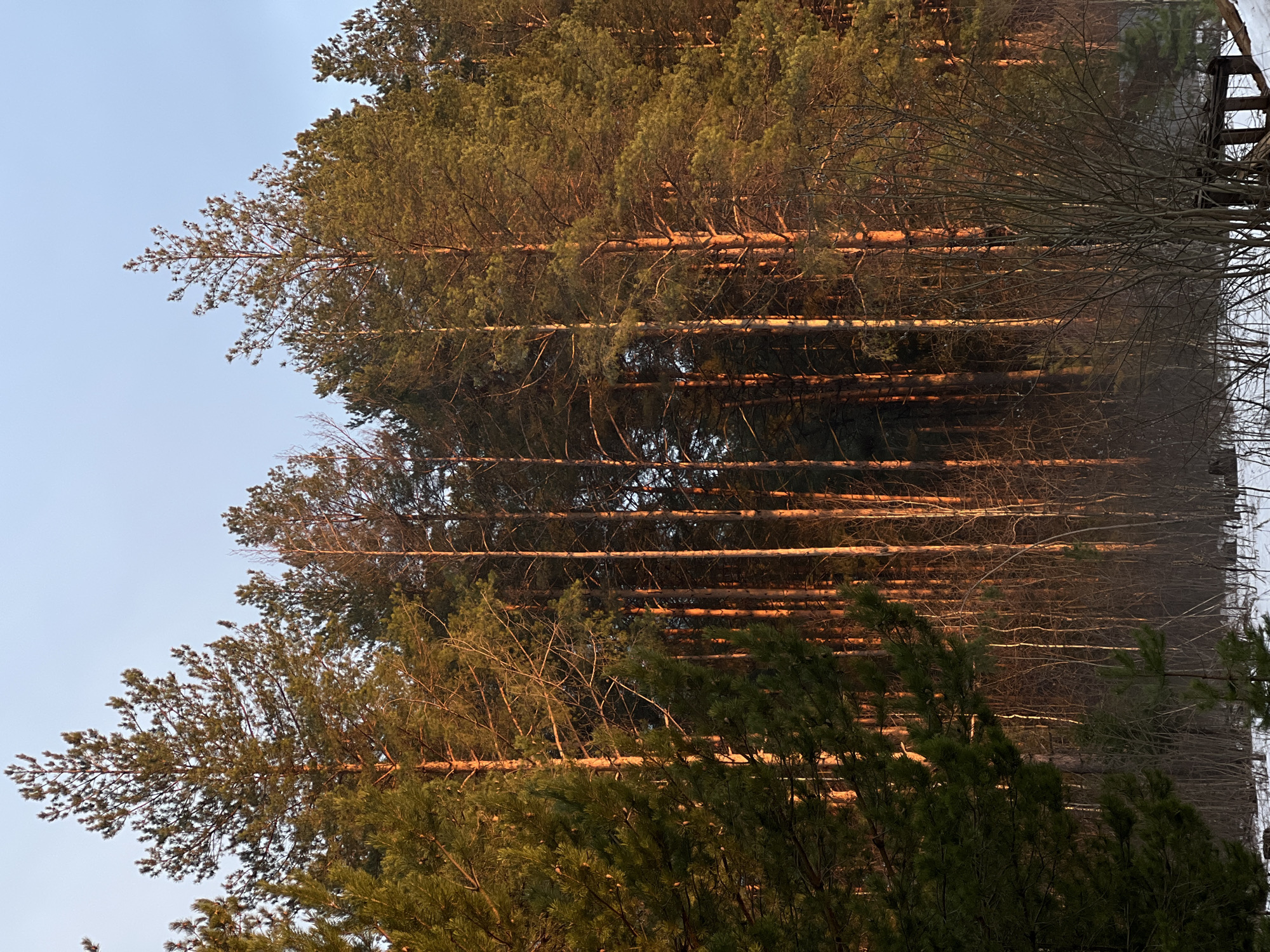 Pine forest captured at golden hour in Chaikovsky, Russia