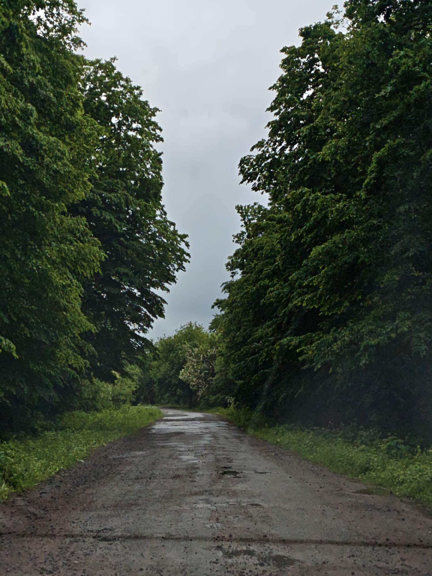 Wet rural road captured after rain in Khrinivka, Ukraine