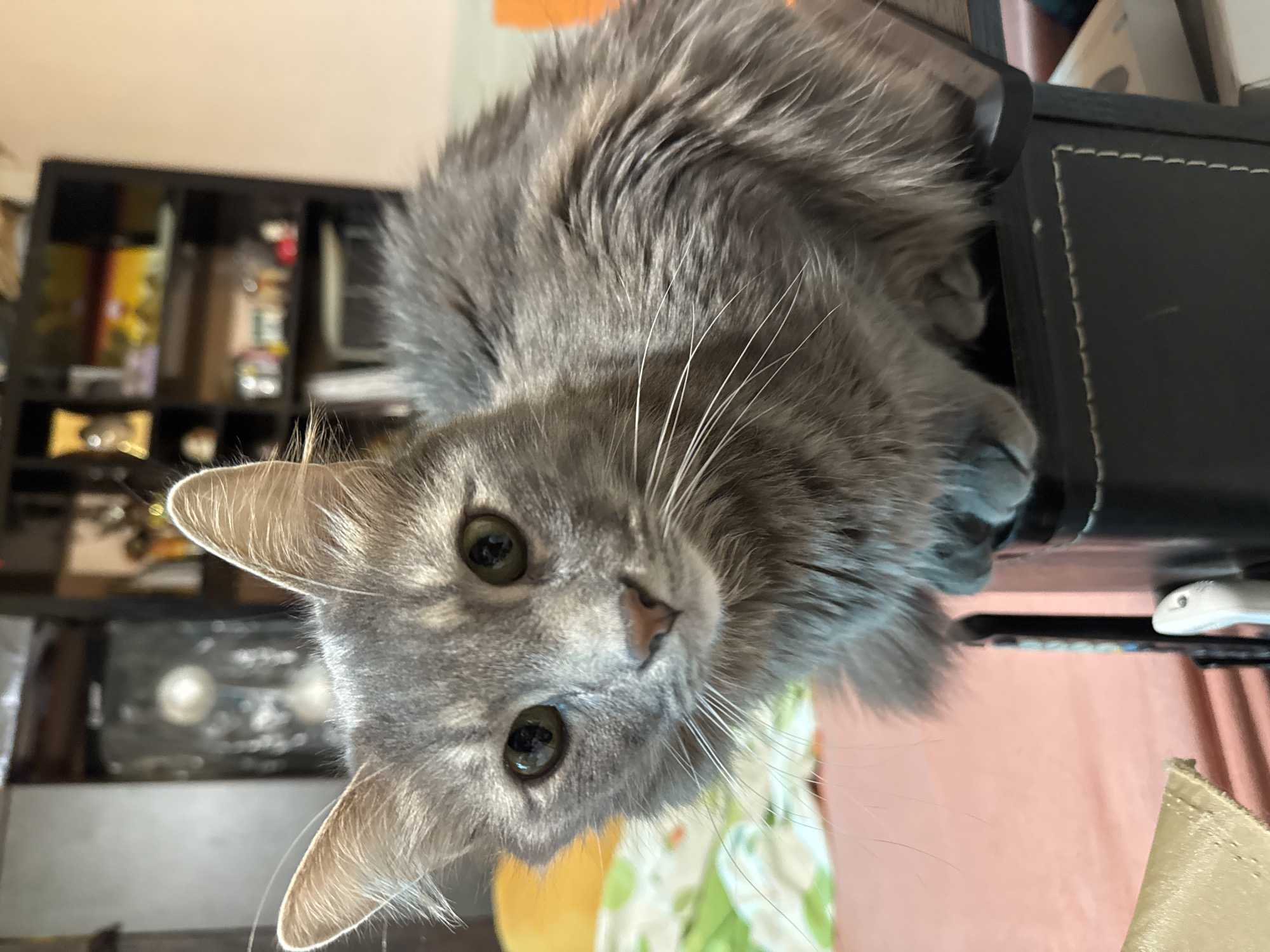 Person shares quiet morning moments with cats in Sofia apartment