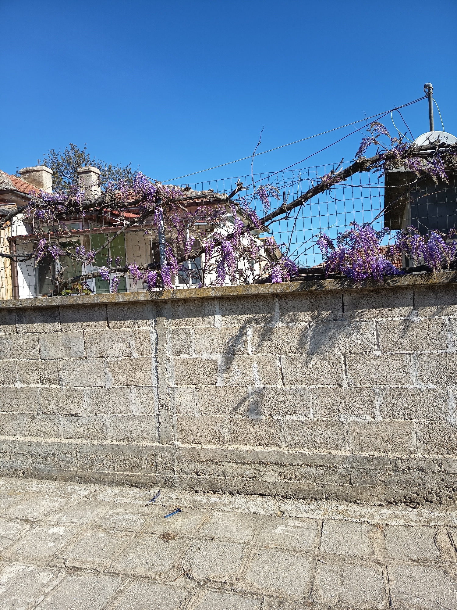 Spring wisteria blooms along residential fence in Sungurlare, Bulgaria