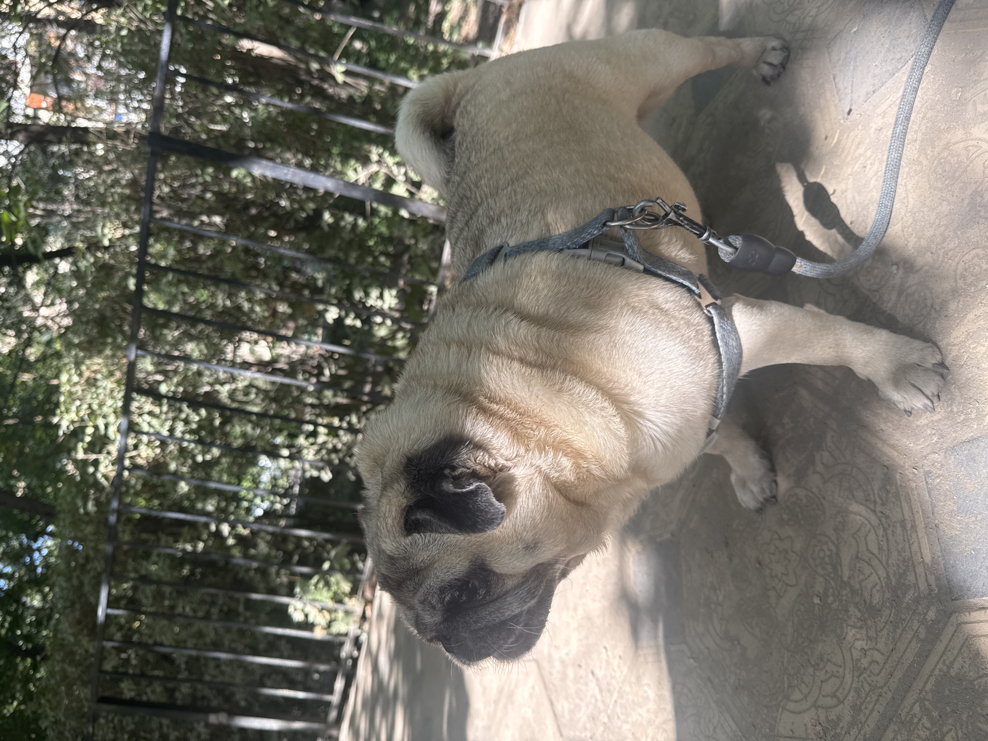 Pug on a leash explores a sunny patio and garden fence