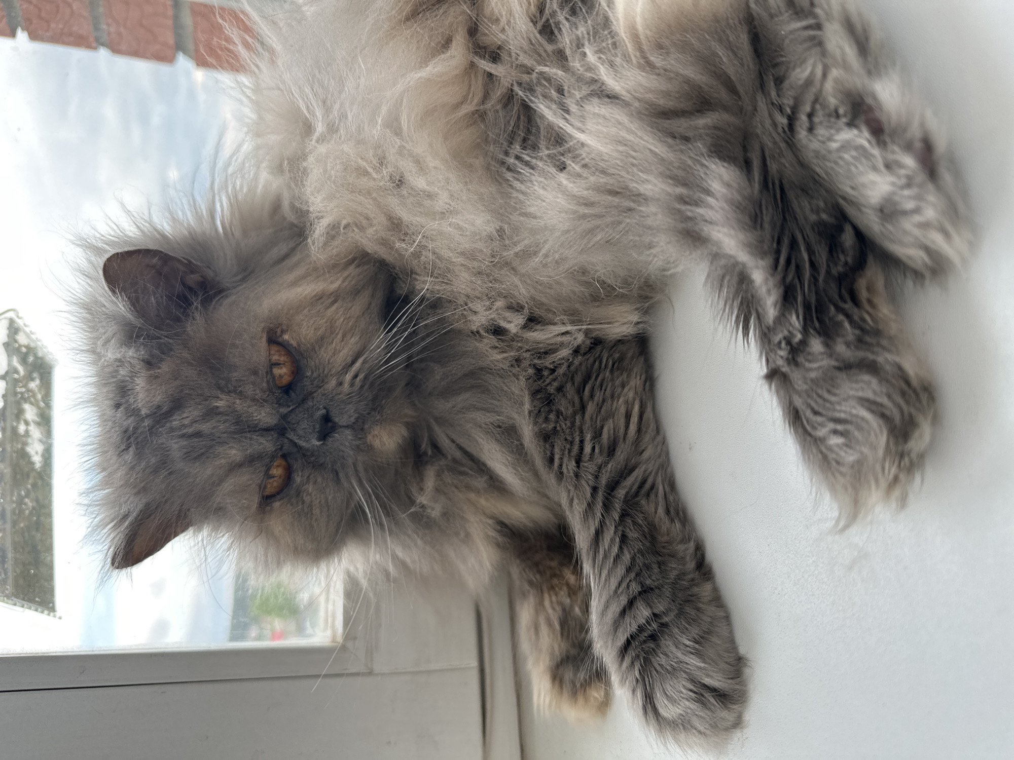 Gray cat spotted resting on windowsill in Chaikovsky, Russia