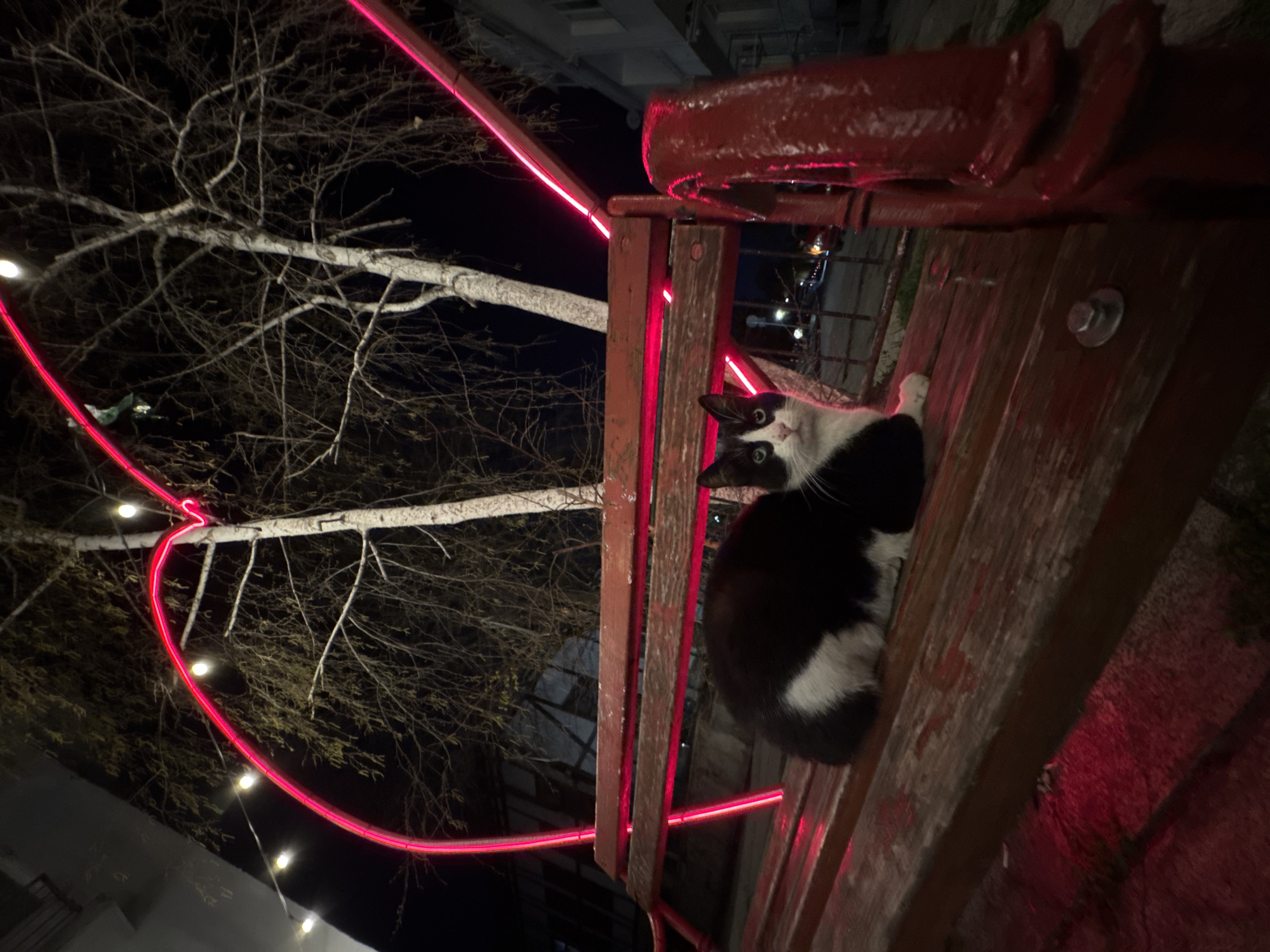 Evening stroll captures illuminated Varna streets and curious cat