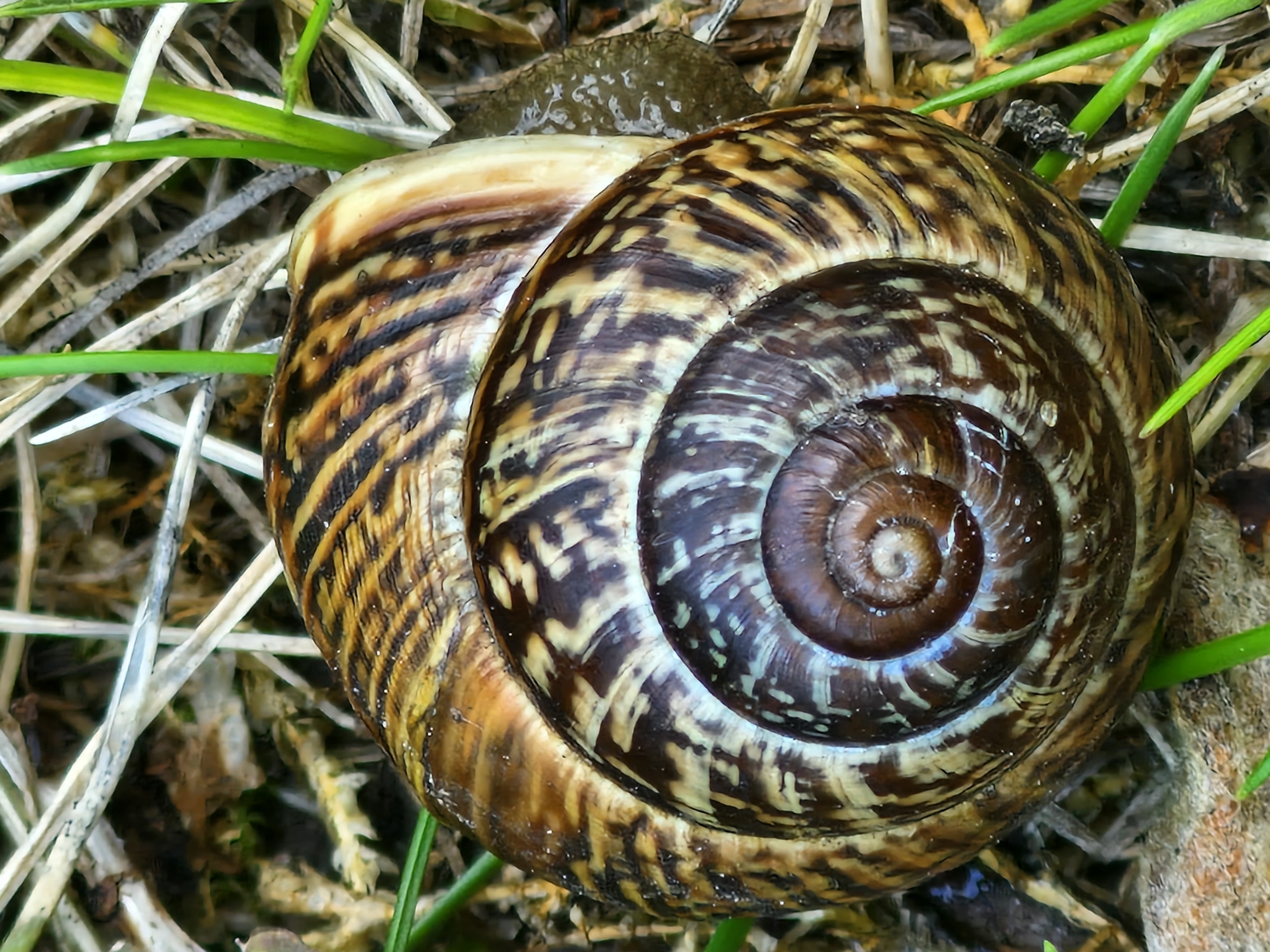 Garden life in Klaipėda: plants, critters, and summer afternoon details