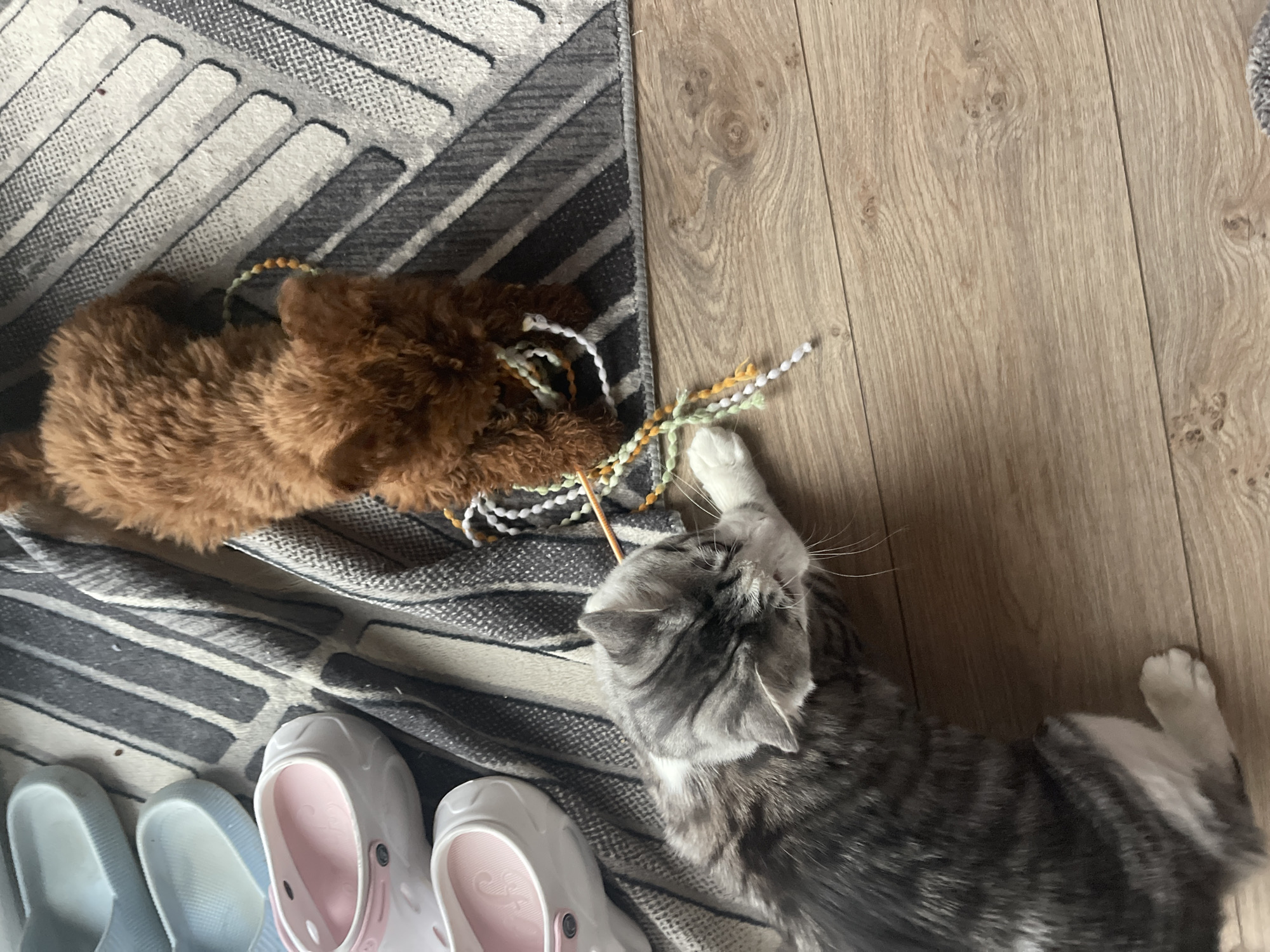 Poodle puppy and tabby cat play together indoors