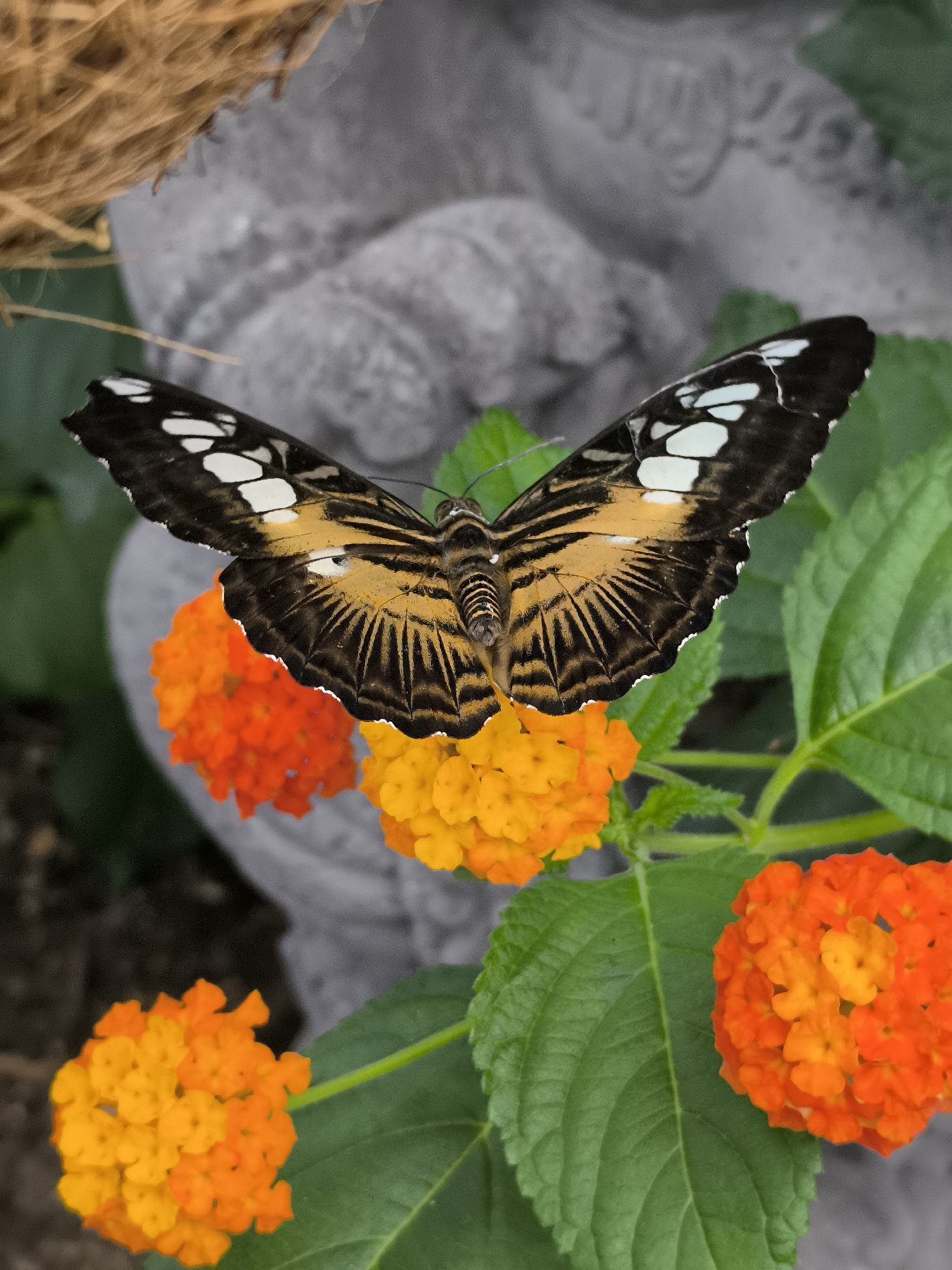 Butterflies, exotic birds observed at Waarland botanical facility