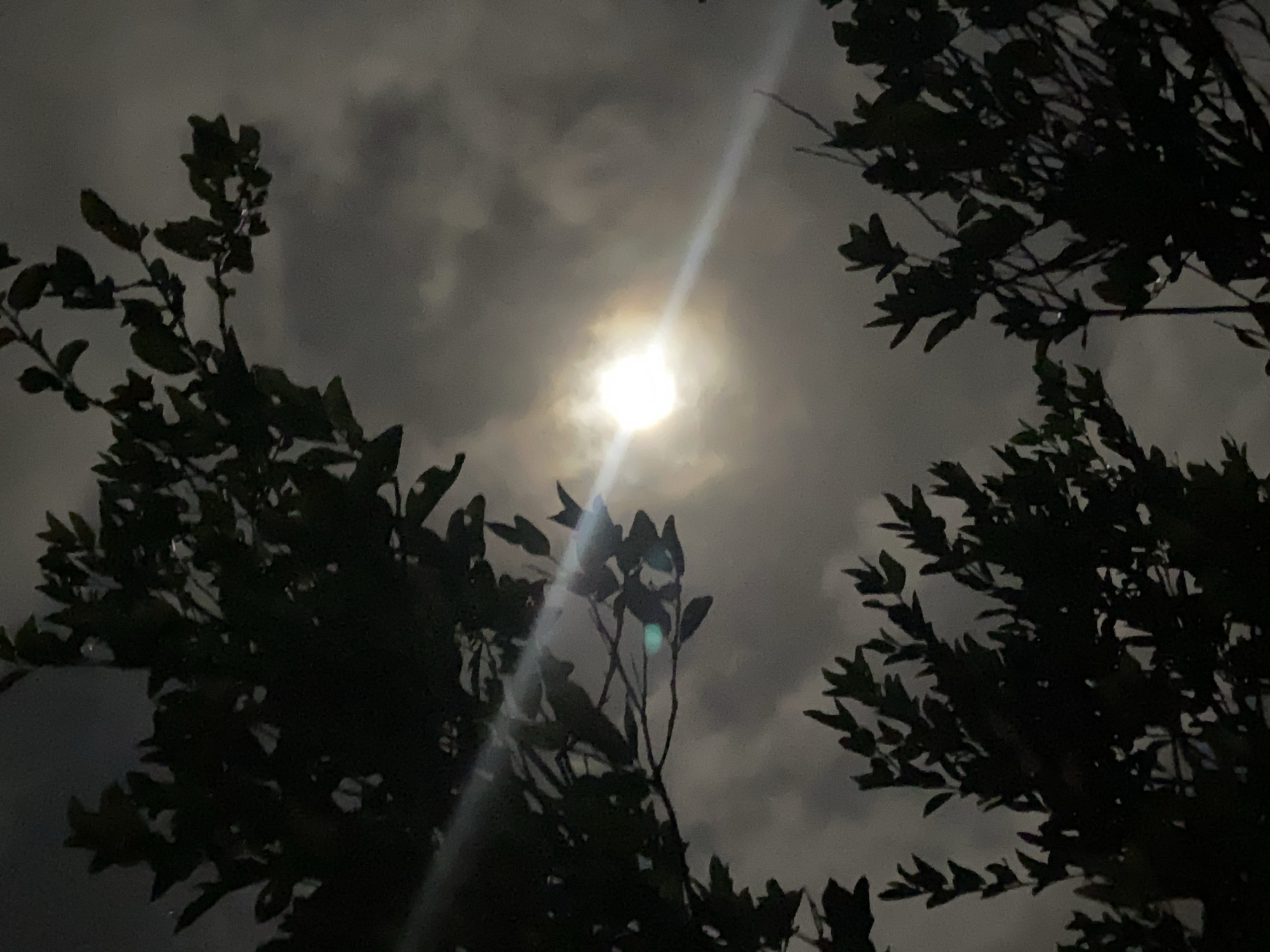 Bright moon illuminates night sky through trees in Venezuela