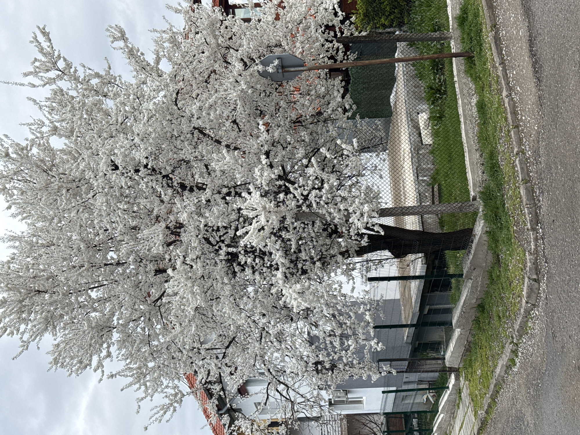 White flowering tree blooms in Kyustendil, Bulgaria
