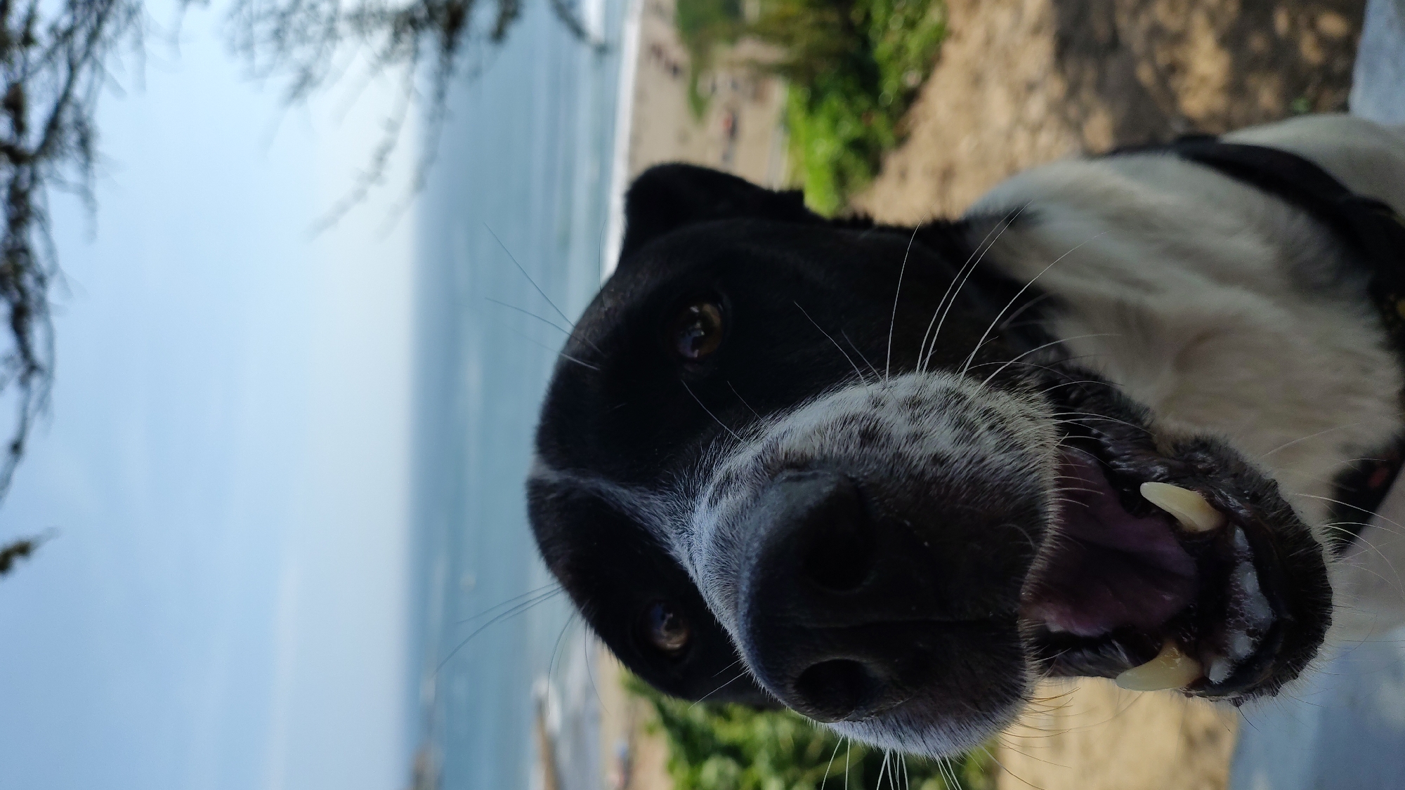 Dog photographed howling on beach ledge in Chorrillos, Peru