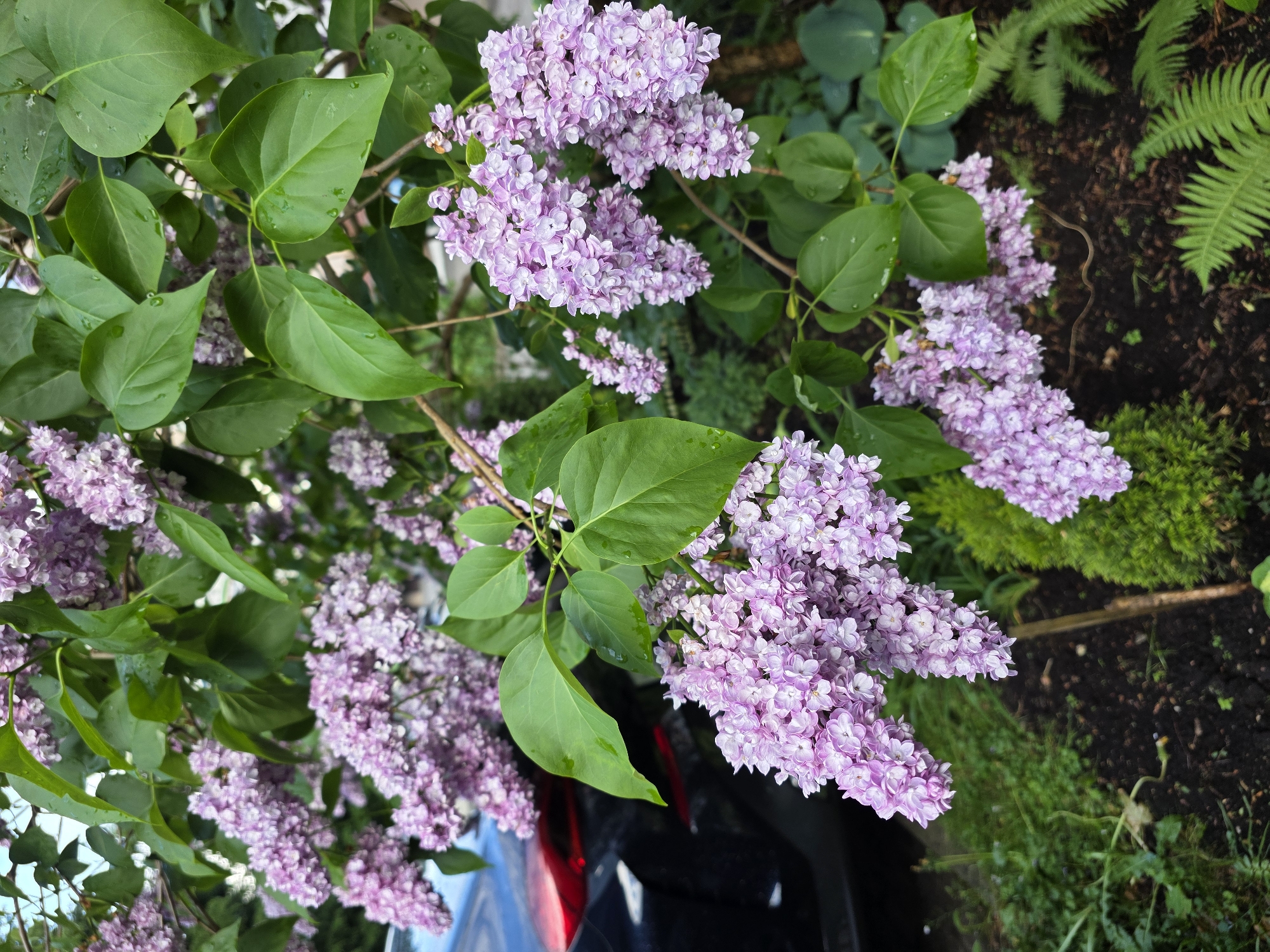 Lilac tree blooms captured in full flower in Kaliningrad