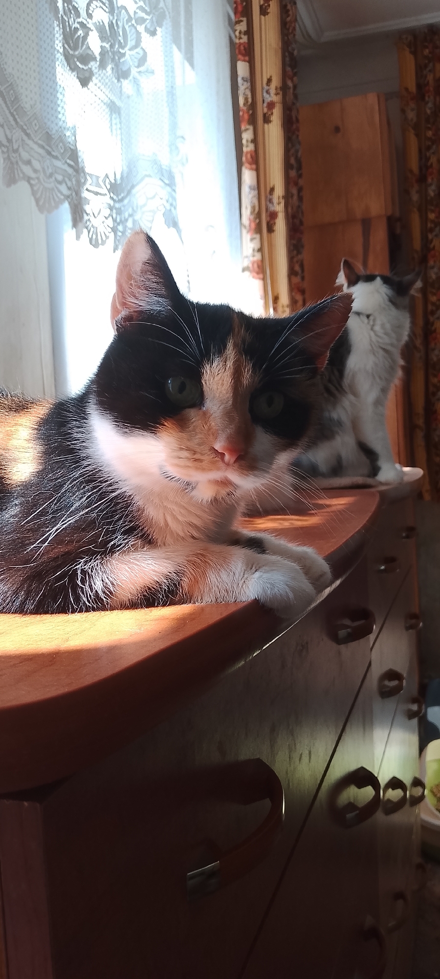 Cats everywhere in a Belgorod home, mid-morning