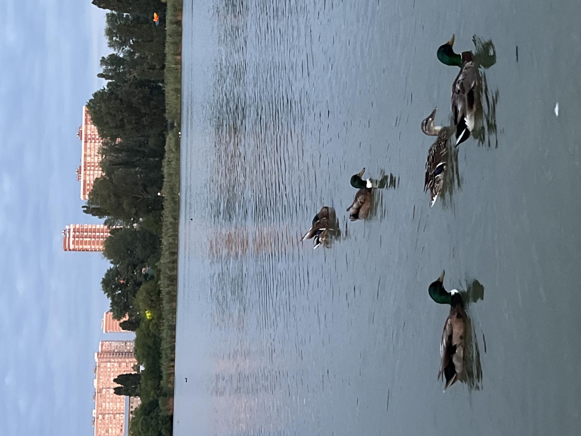 Krasnodar park at dusk: rides, waterfront, and summer crowds