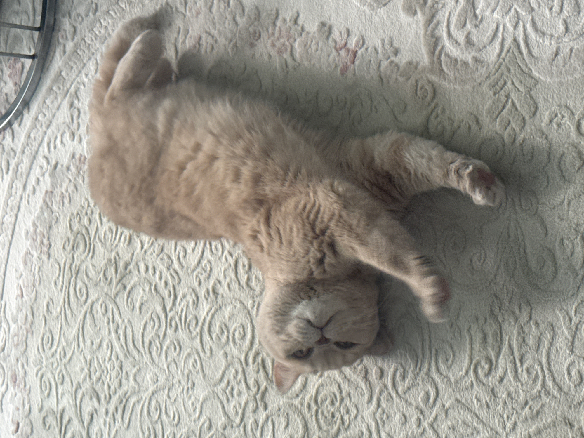 Cat observed in relaxed positions during morning hours