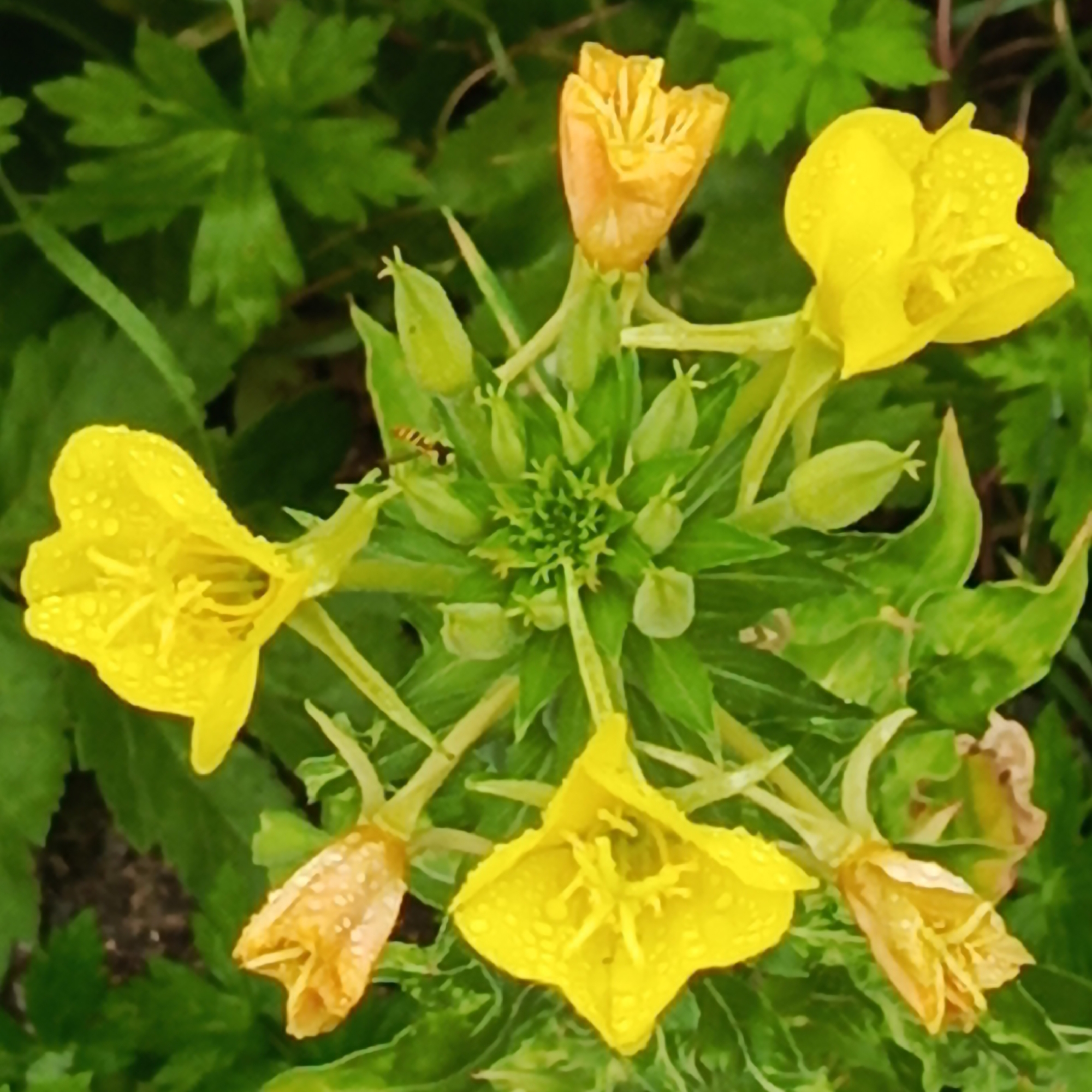 Yellow evening primrose flowers, bloomed and budding, in Russia