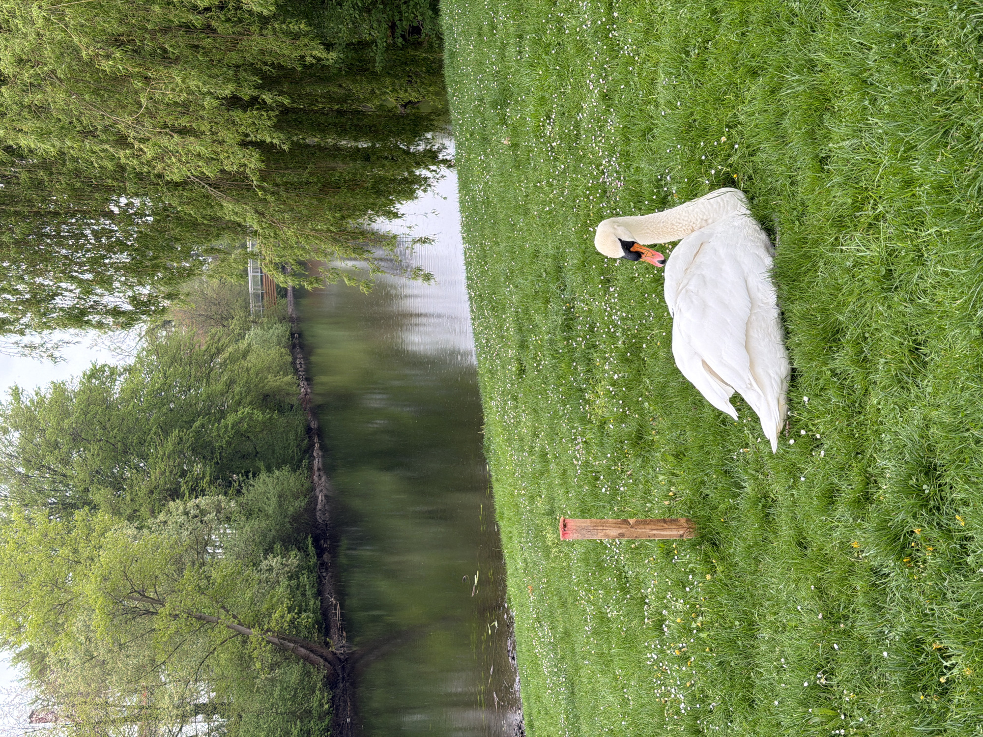Swan and churches captured during quiet afternoon in Kehl