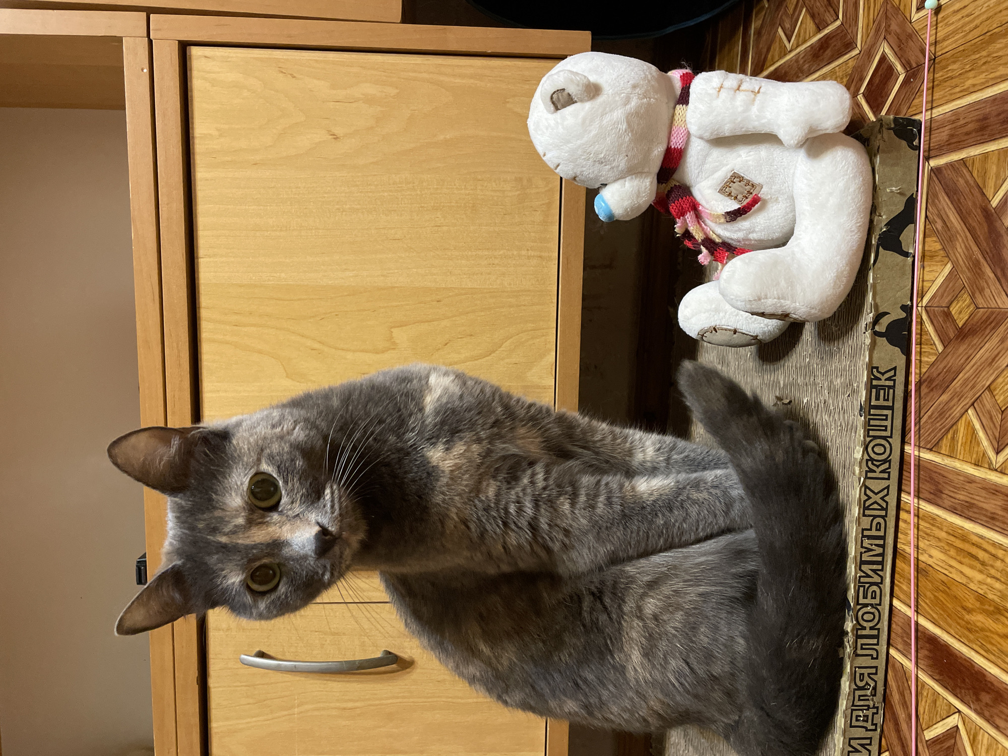 Cats and a meditation book in a Sevastopol home