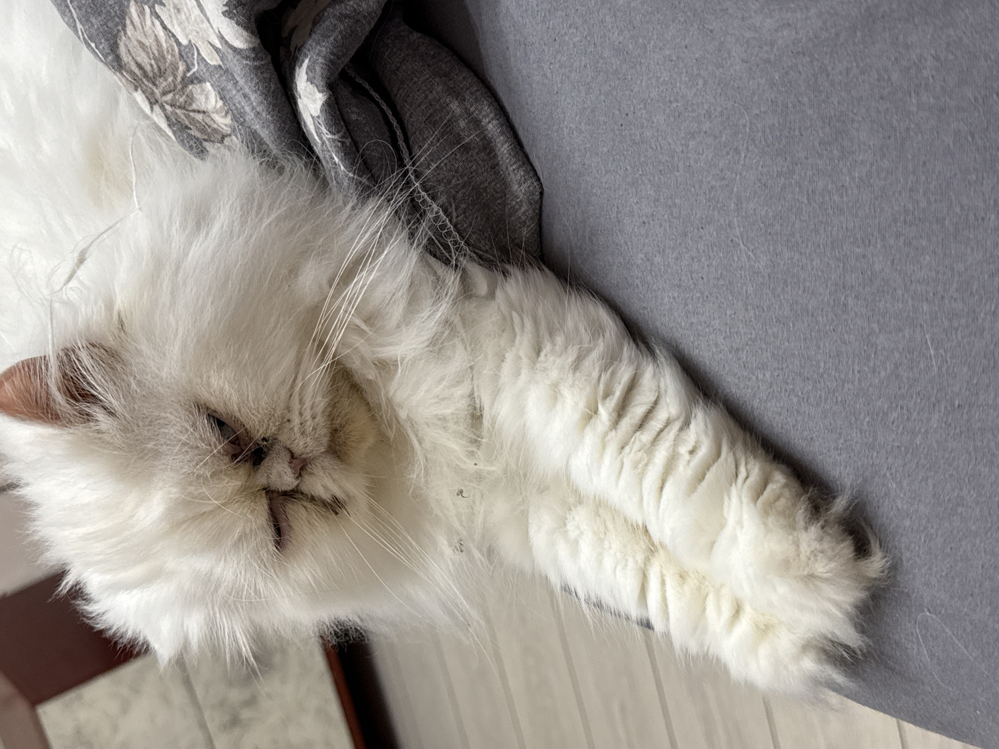 White Persian cat deep in rest mode, Burgas