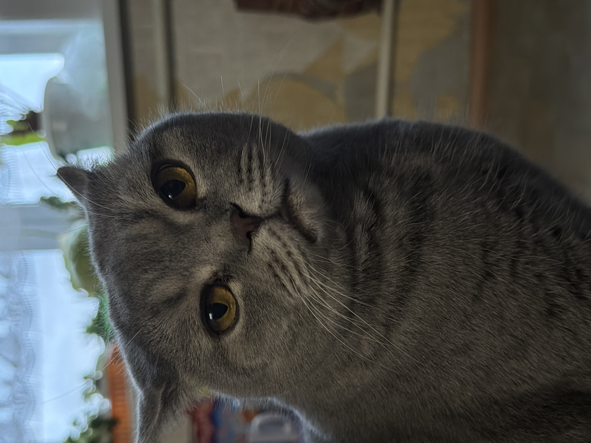 Grey cat photographed multiple times in Perm, Russia