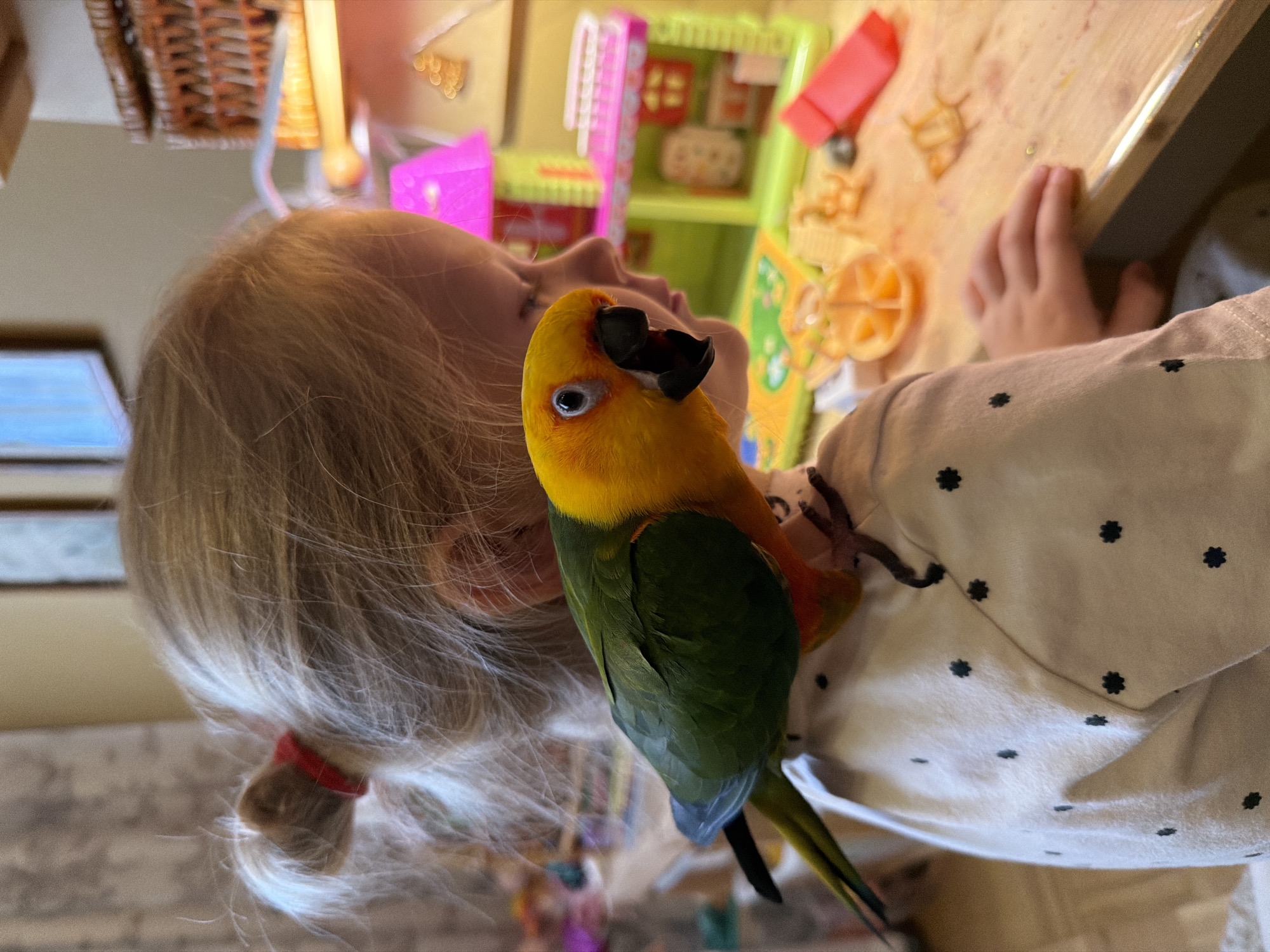Parrot on a shoulder and daisies blooming in a Khimki garden