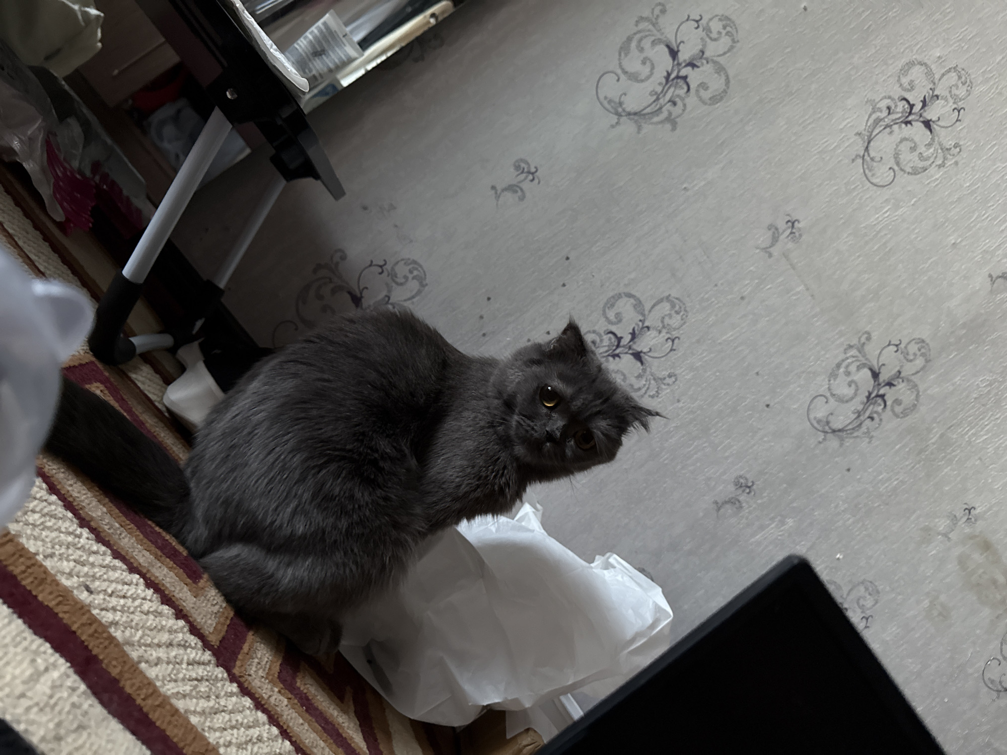 Grey cat explores a Tashkent living room, laptop and treats nearby